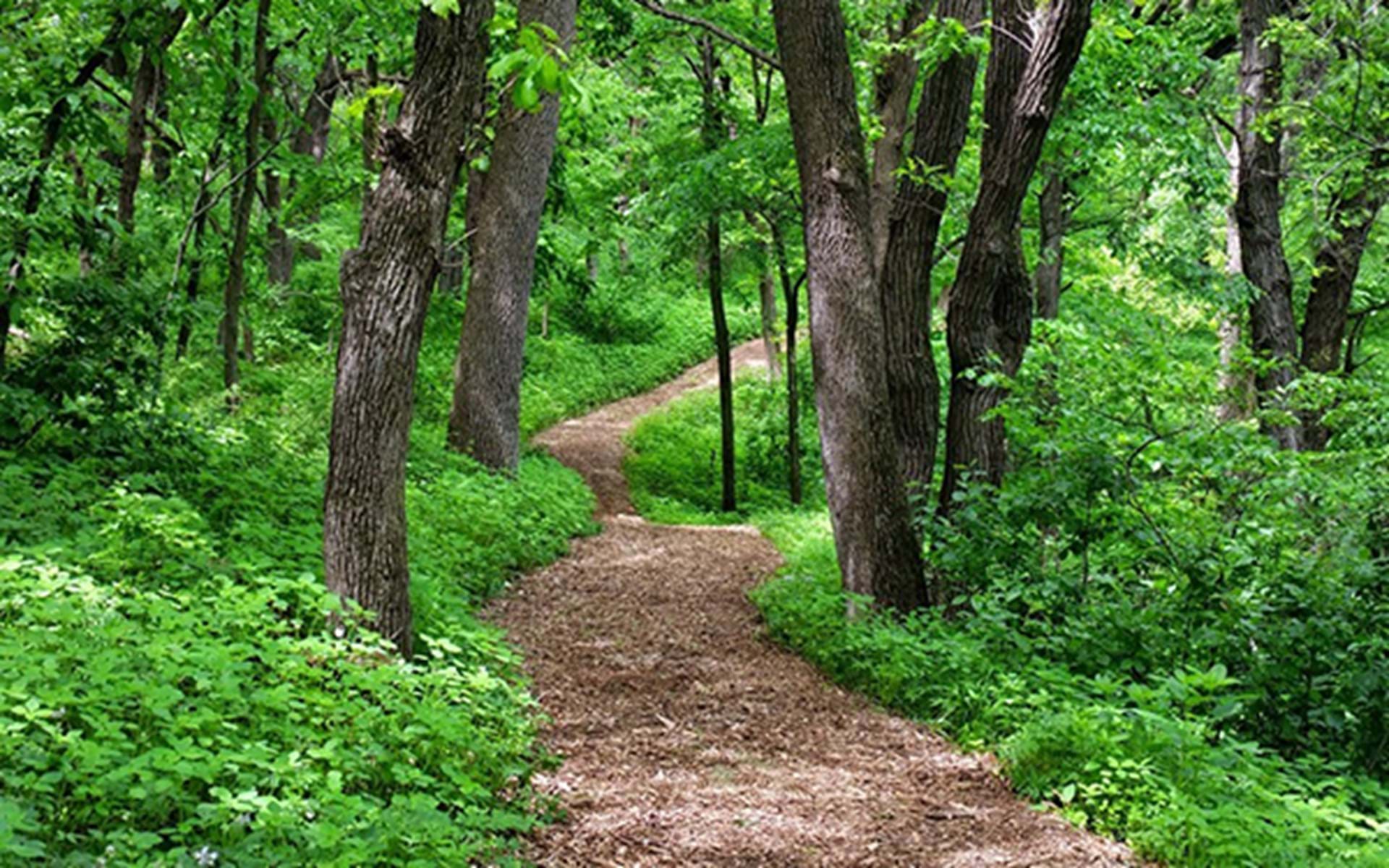 Take a Hike: Nine Hiking Trails