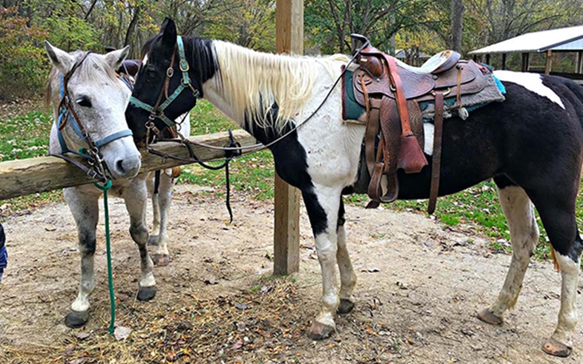 Take a Trail Ride with Westercamp Rent A Horse
