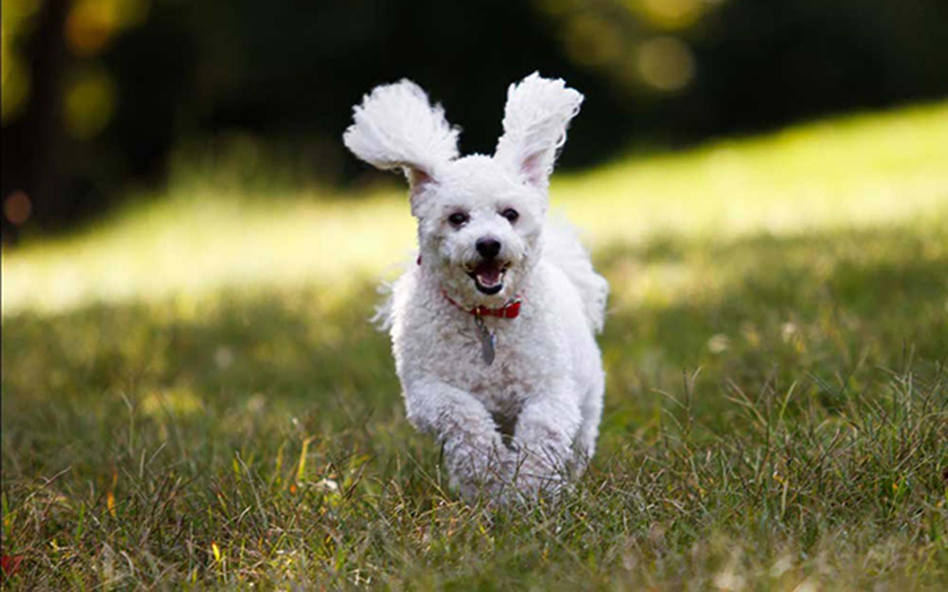 Dog-Friendly Vacations in Iowa