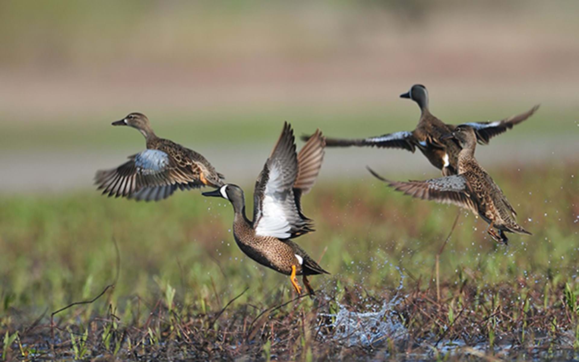 Early Fall Hunting in Iowa: Dove & Teal