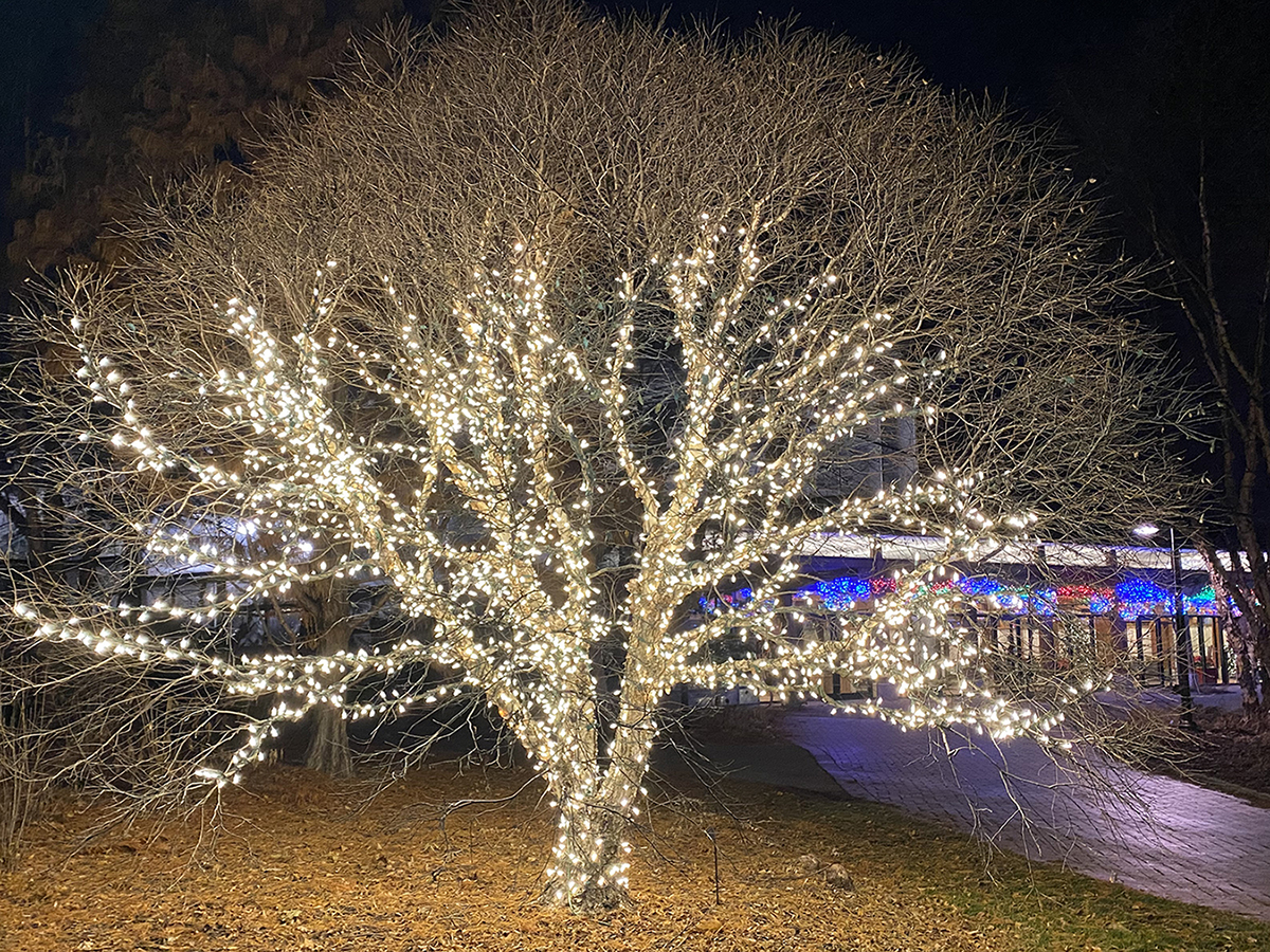 Reiman Gardens Winter Wonderscape