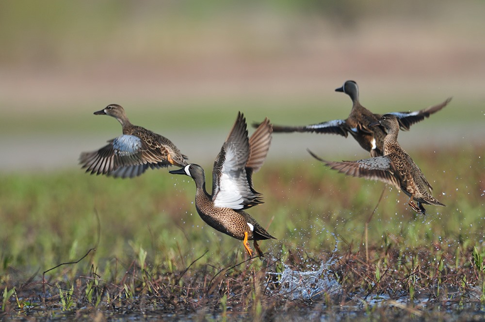 Iowa's Special Teal Season: September 5-20