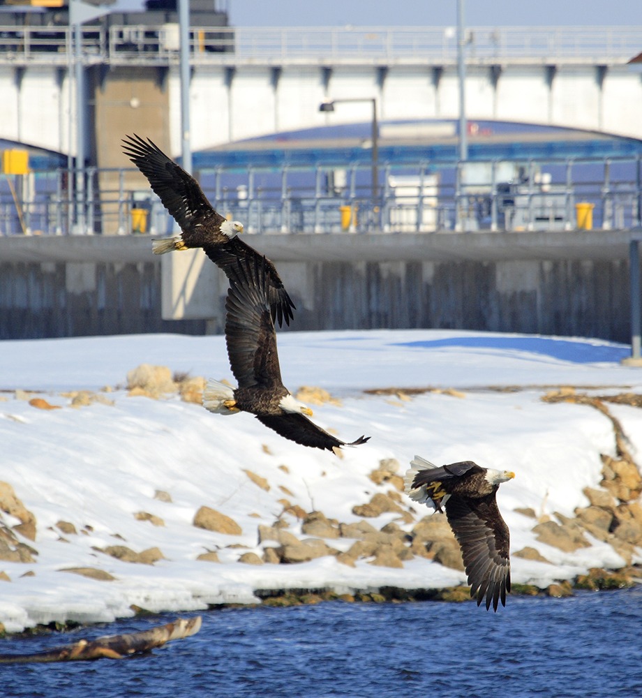 Eagle Watch Le Claire Mississippi River Iowa