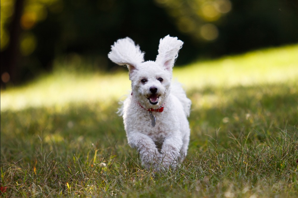 Dog Parks in Iowa