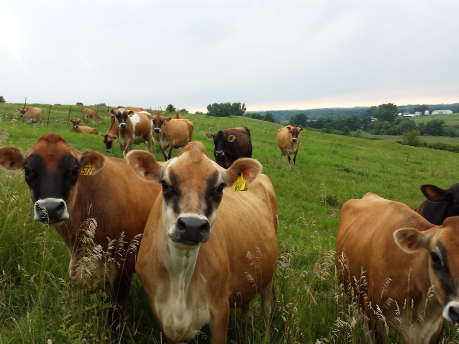 Iowa Cheese Producers: Cinnamon Ridge Dairy, Donahue