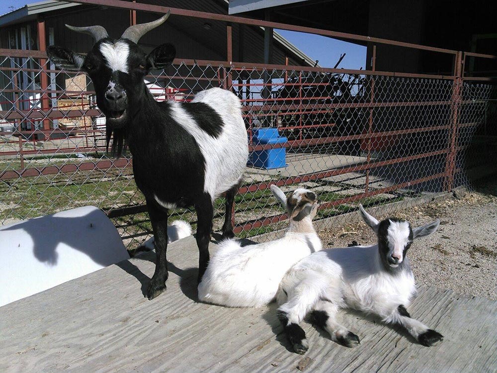 Iowa's Agricultural Museums: Heartland Acres Agribition Center, Independence