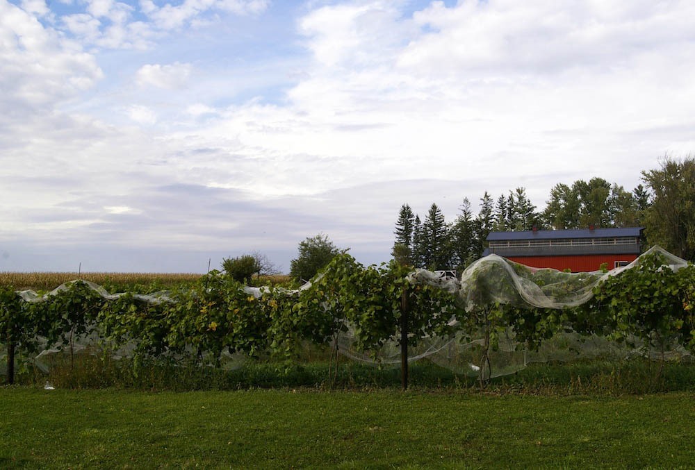 Innspiration Vines and Wines, Linn Grove