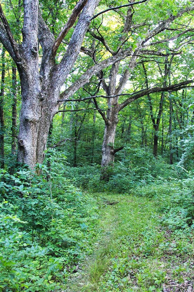 White Oaks Trail, Stephens State Forest, Iowa