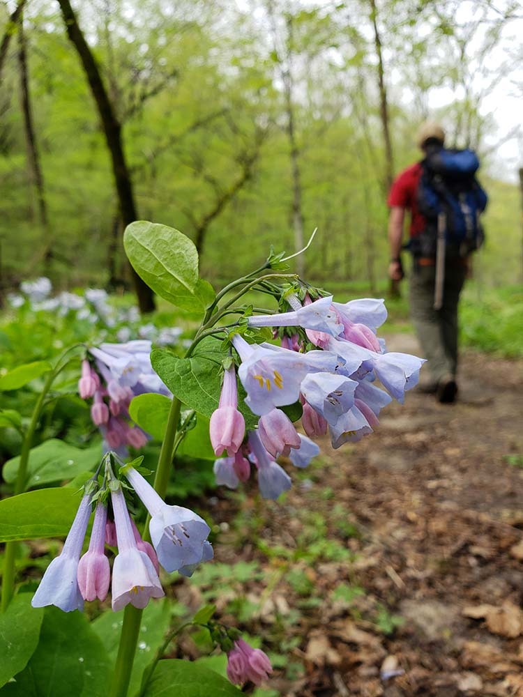 Yellow River State Forest Backpacking, Iowa