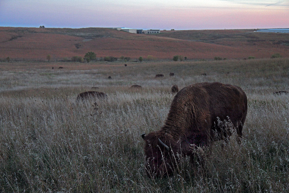 Neal Smith Wildlife Refuge; Prairie City, Iowa