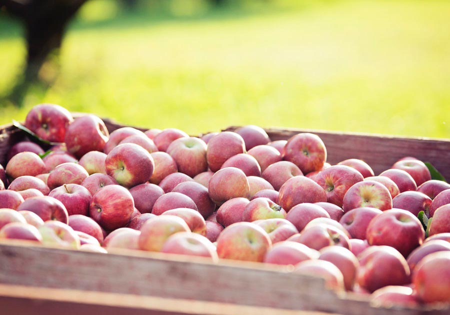 Make Plans for Apple Picking Travel Iowa
