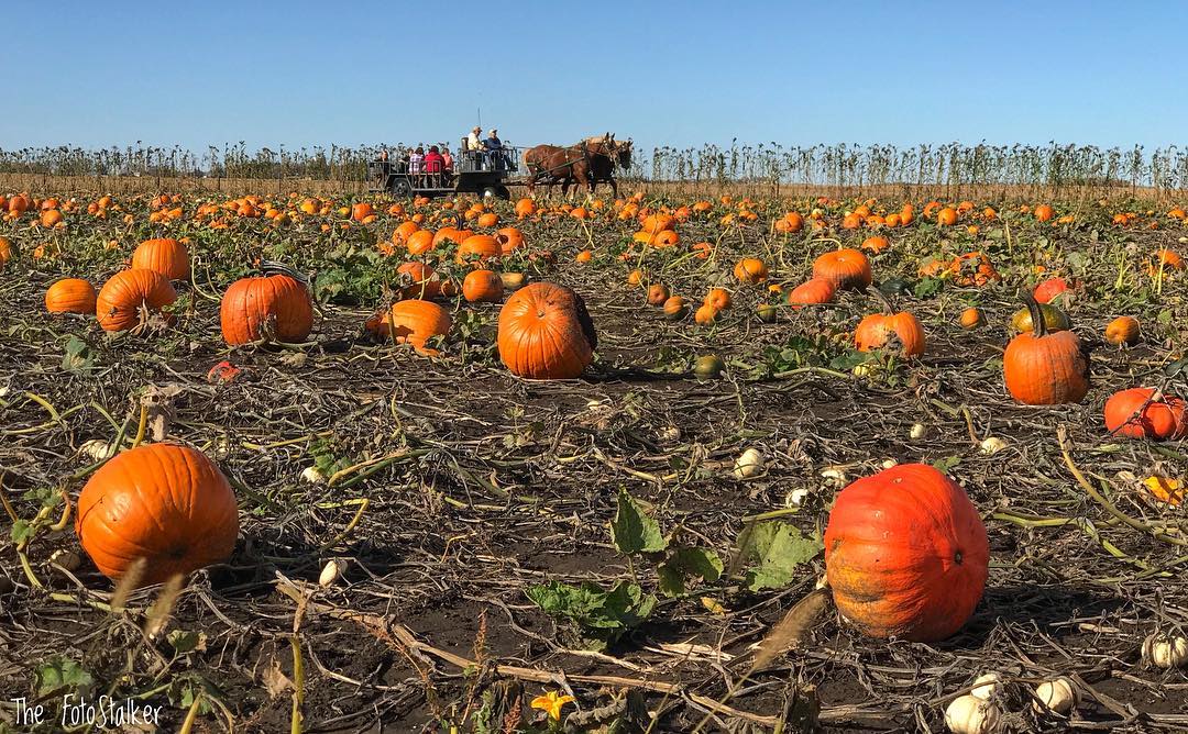 Fall Fun Pumpkin Patches Travel Iowa