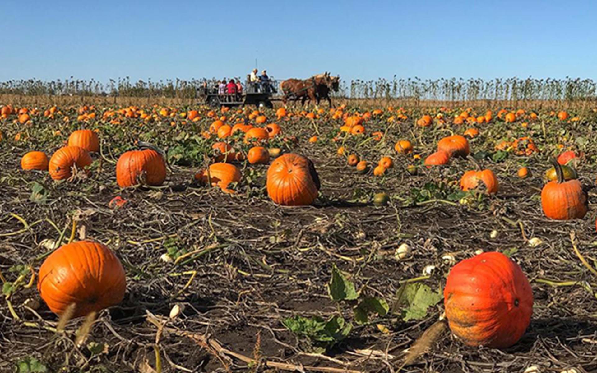 Pumpkin Patches for Fall Fun