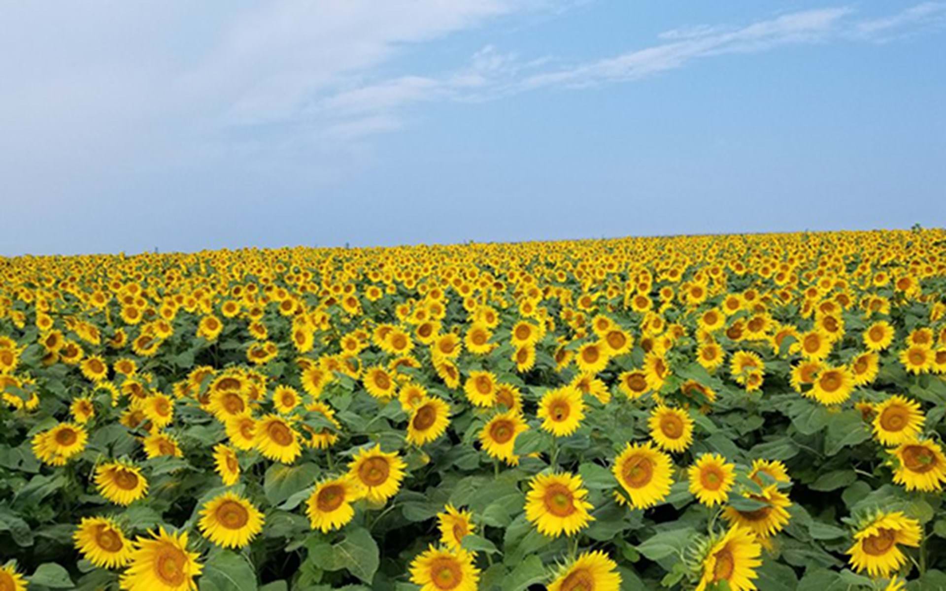 A Day at Pheasant Run Farm