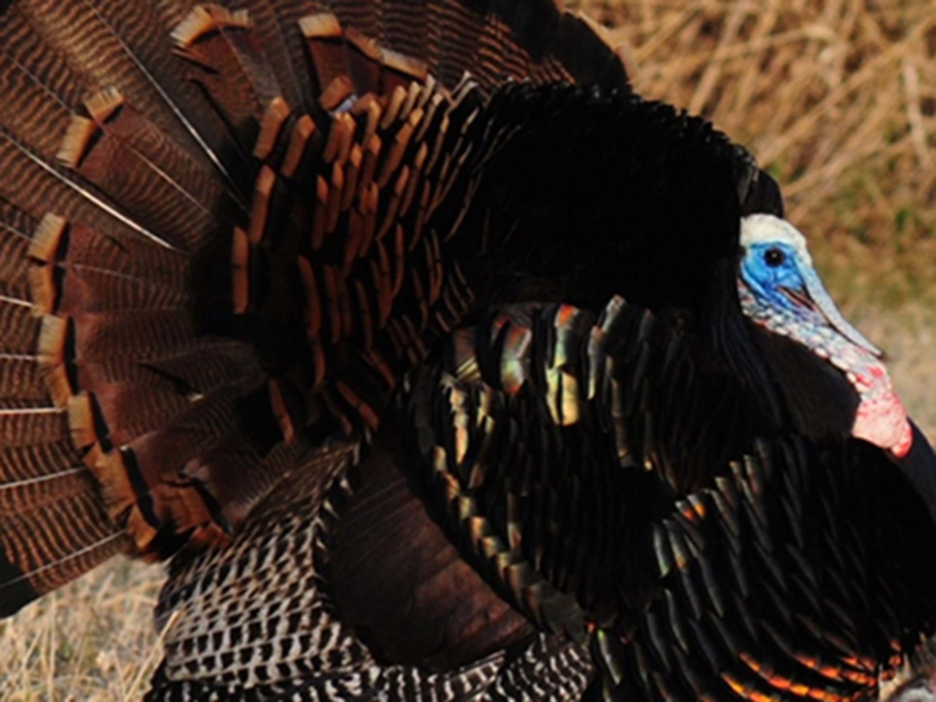 Spring Turkey Hunting