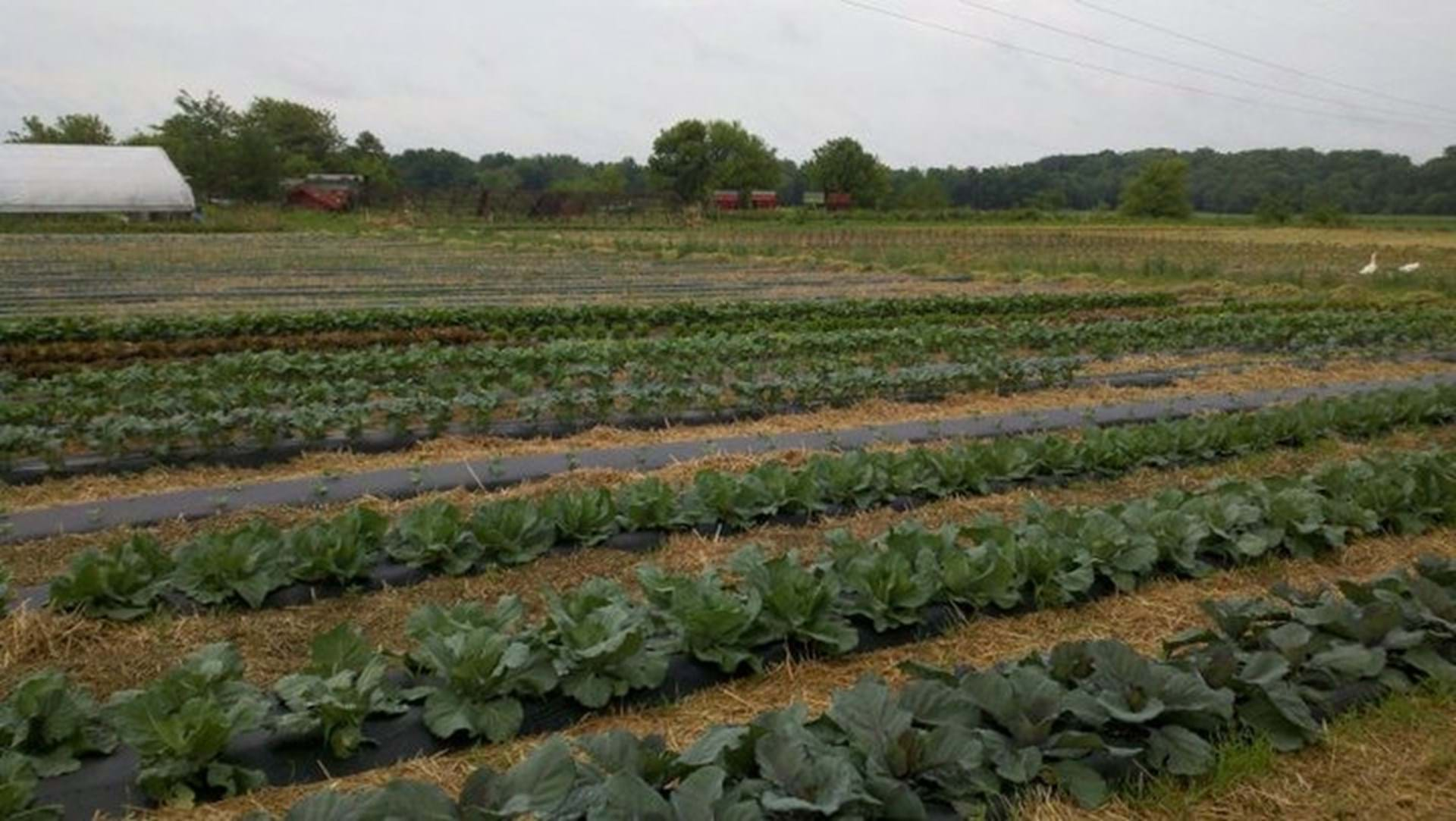 One of our vegetable garden plots.