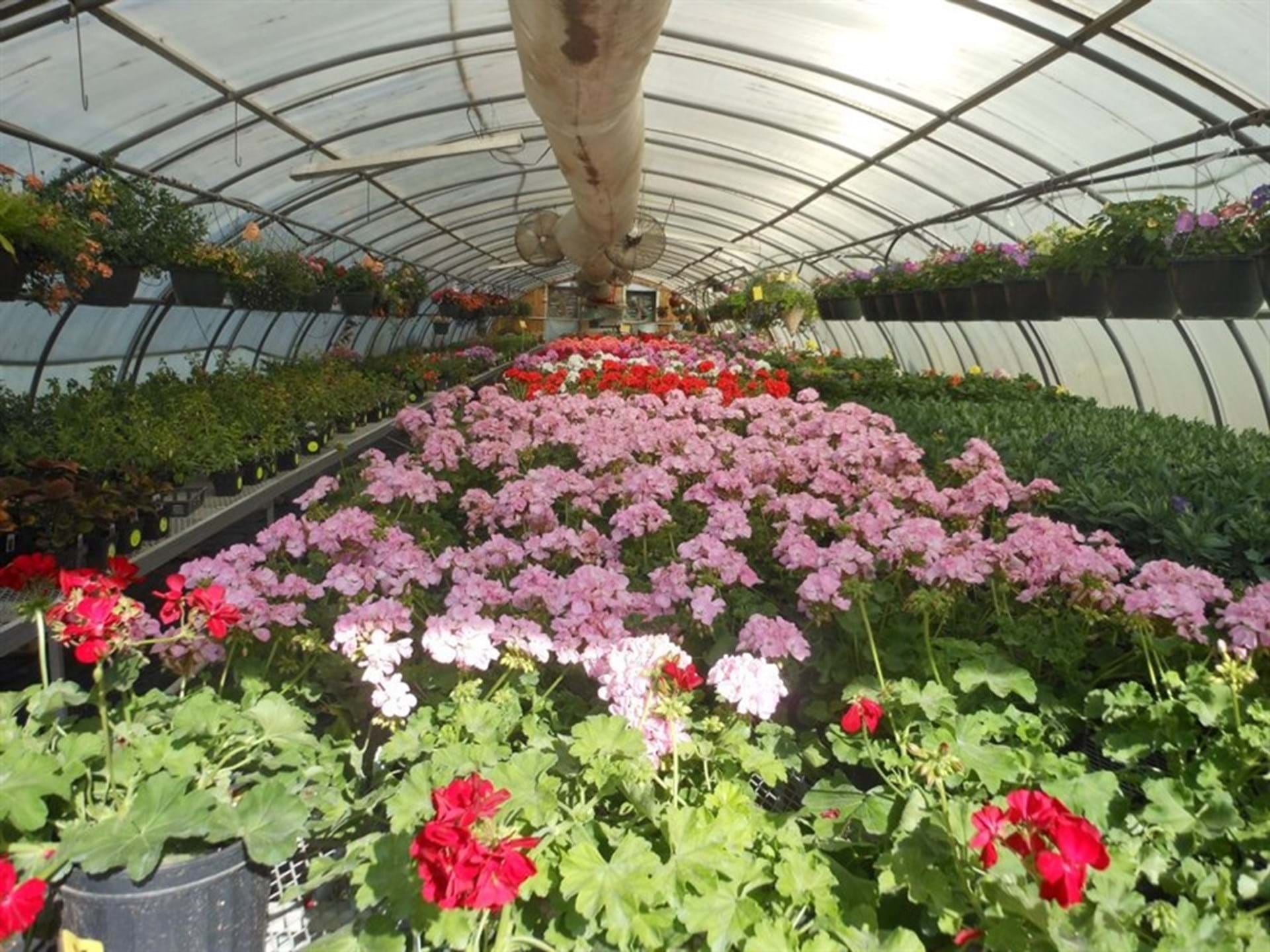 Geraniums in full bloom.