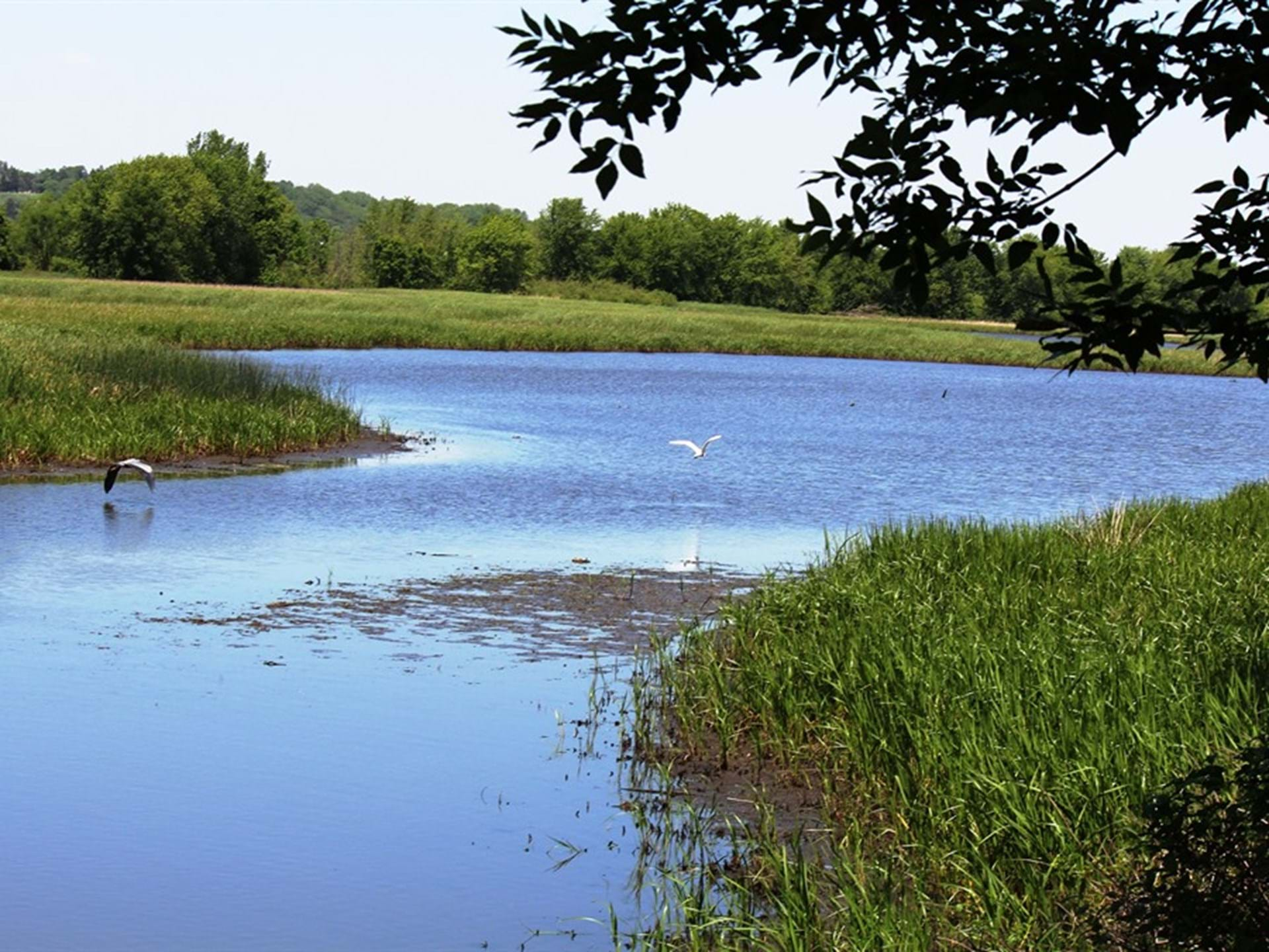 Nahant Marsh