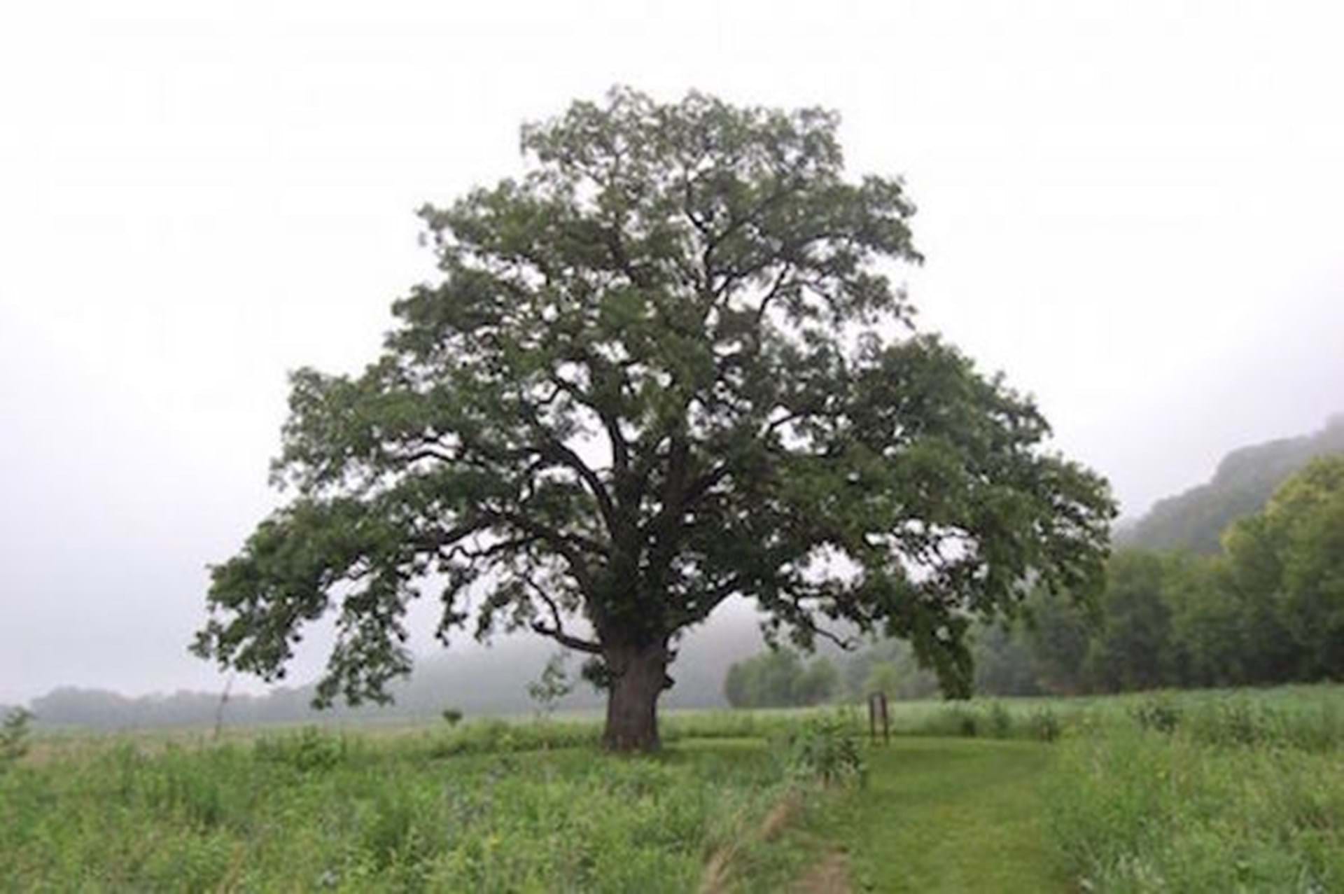 Burr Oak in Prairie