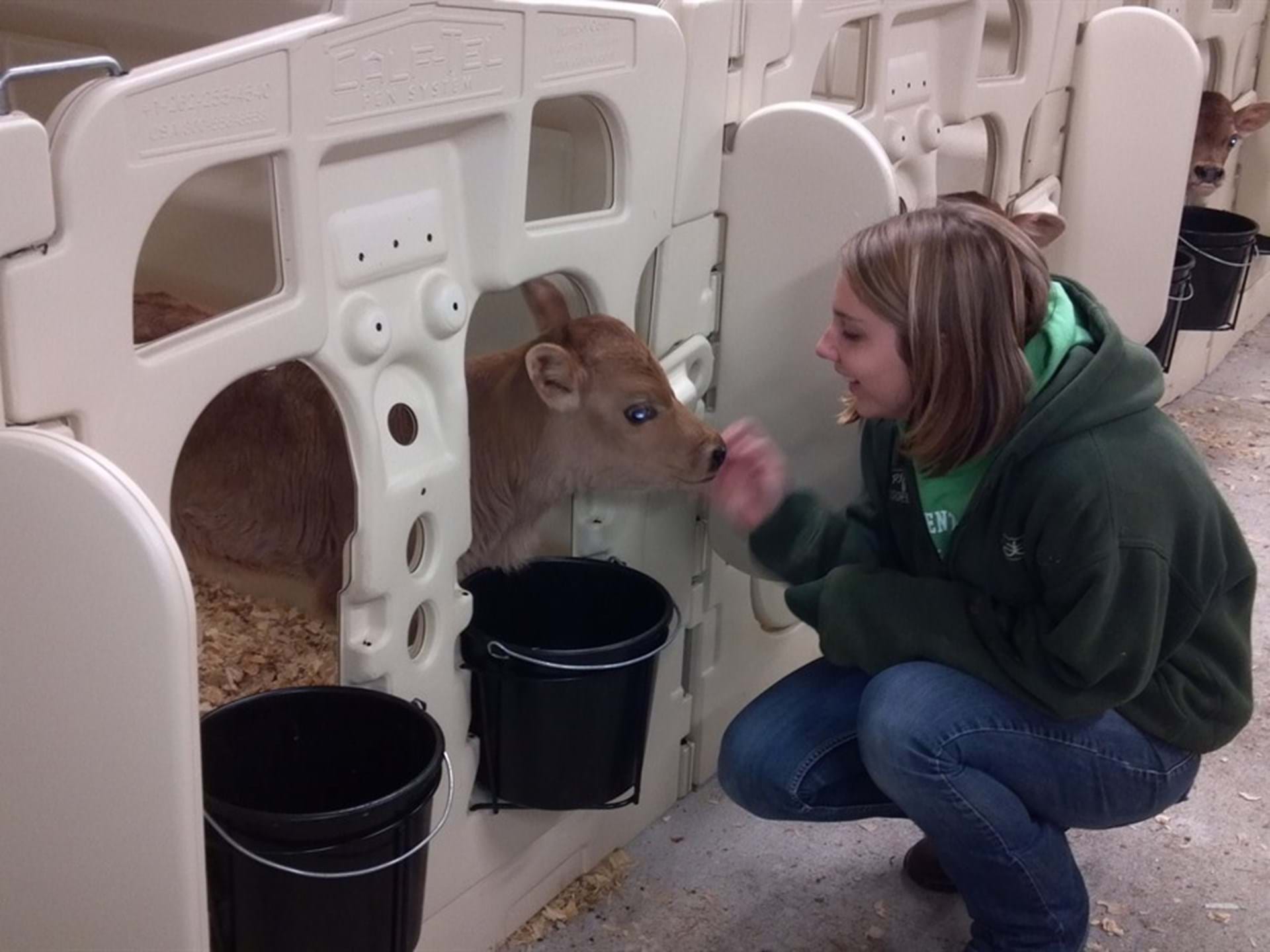Special care is given to our calves