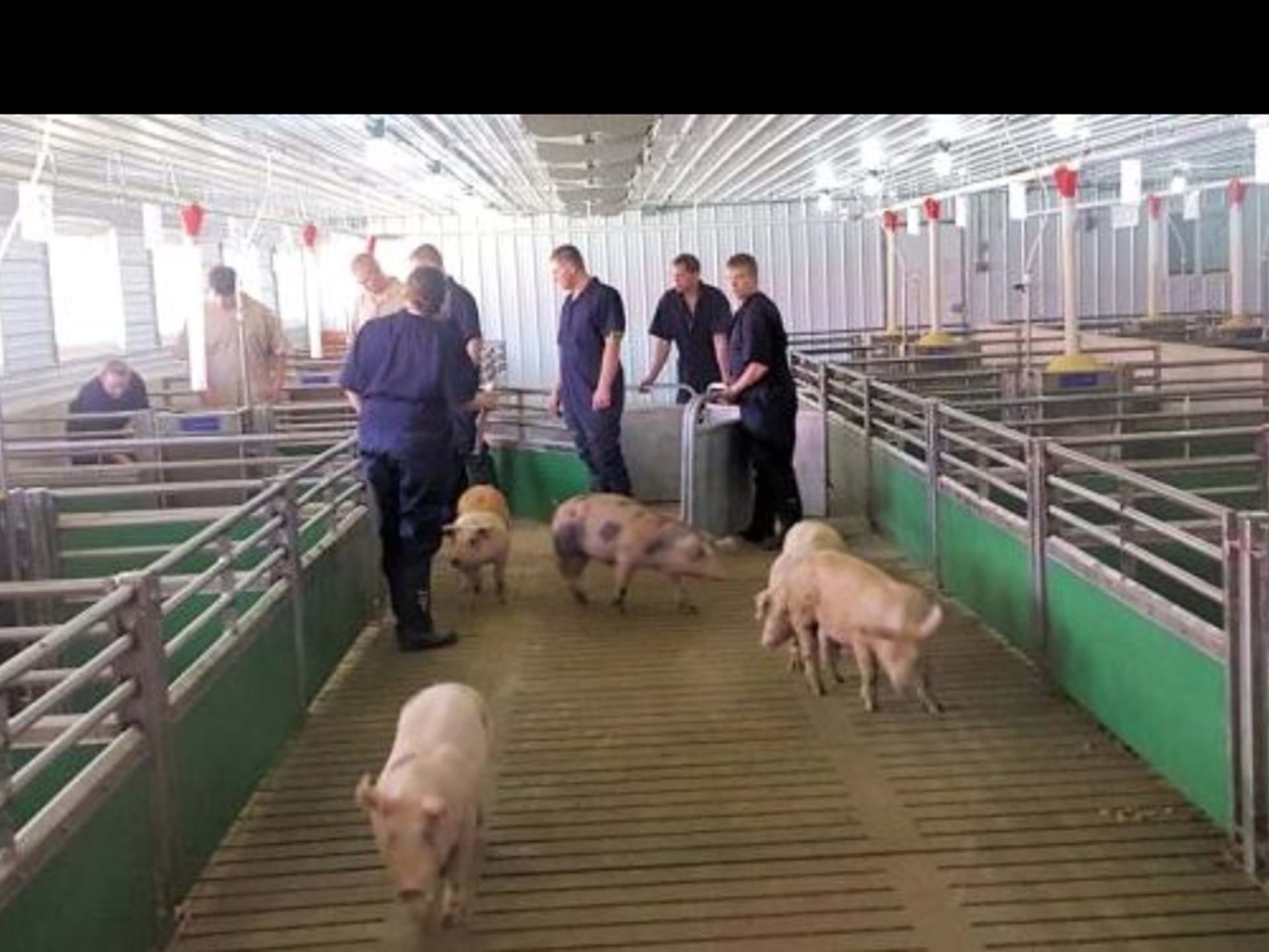 From birth to market Cresco youth raise pigs!