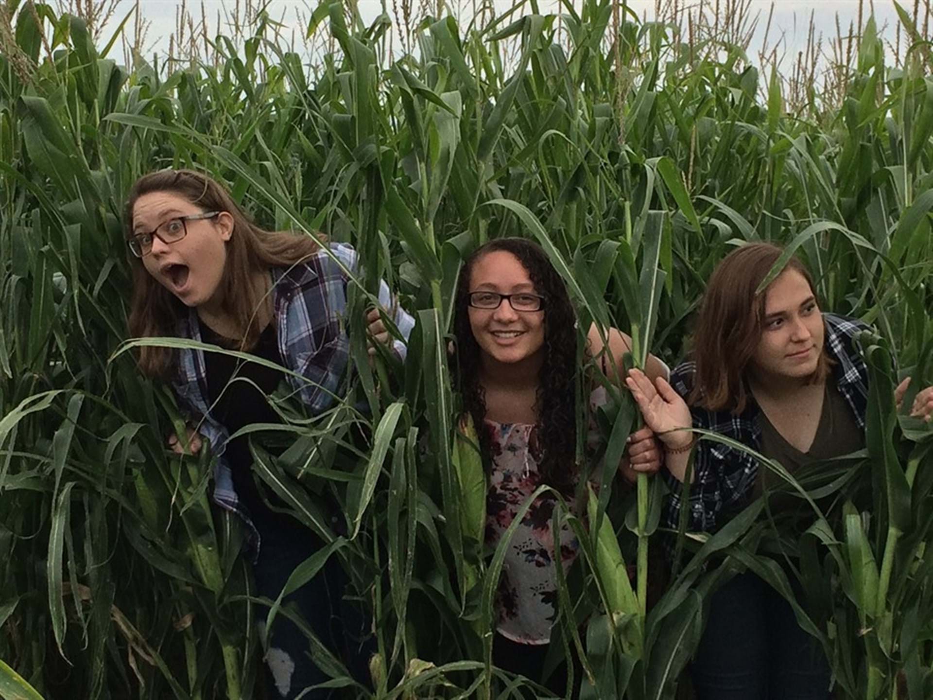 Get lost in the corn maze!