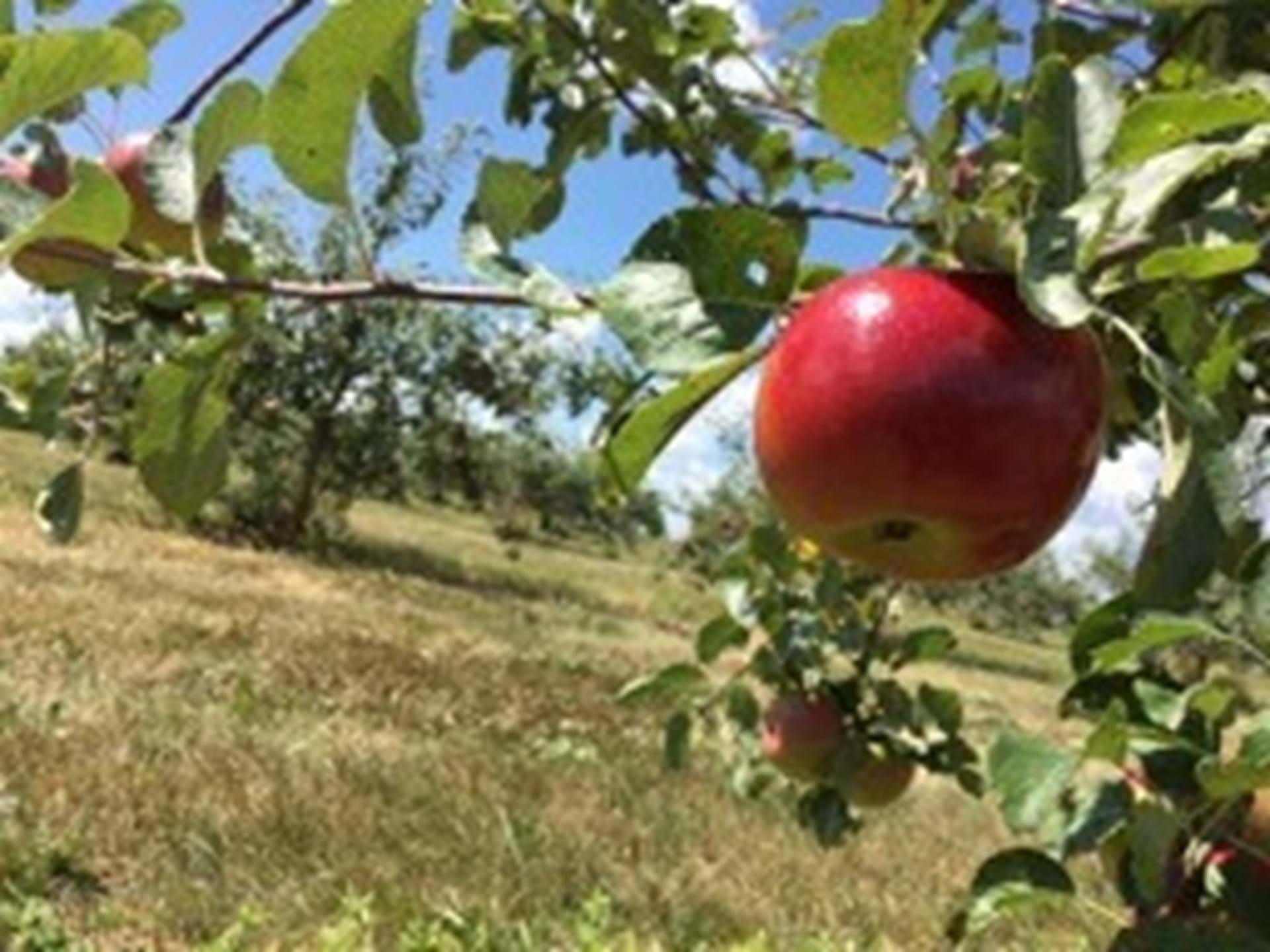 New varieties ripening throughout the season