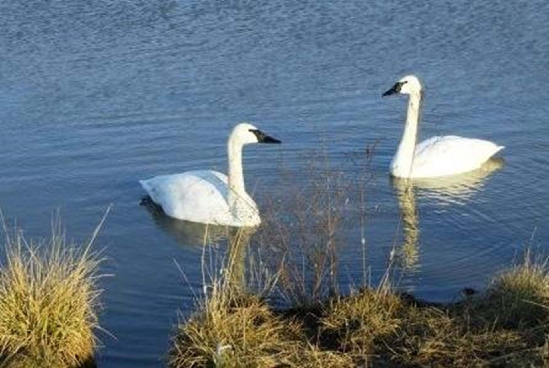 Our resident trumpeter swans