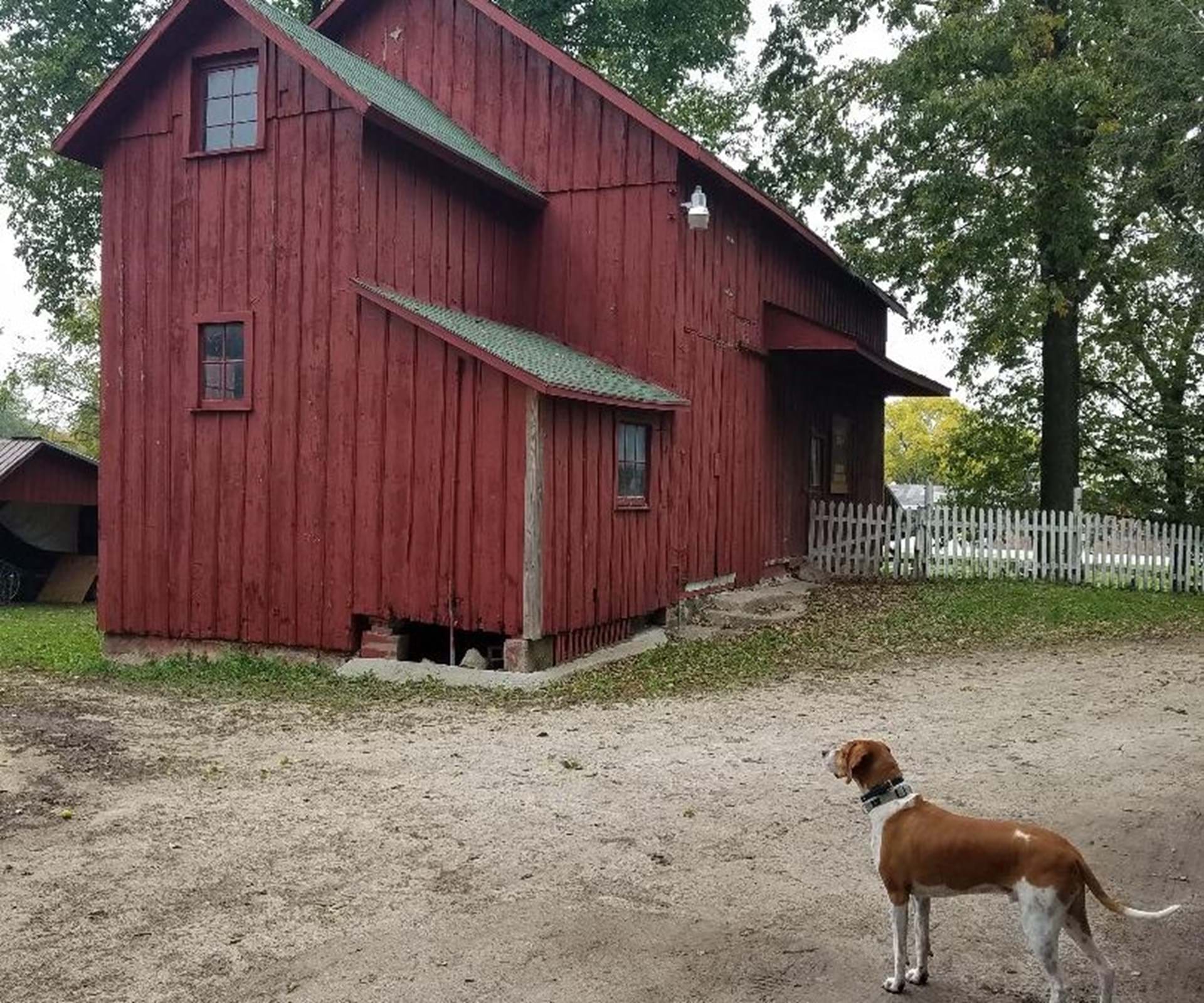Historic Barn (and Hank) 
