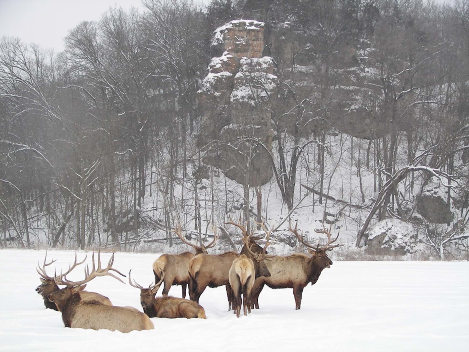 Big Elk Bulls