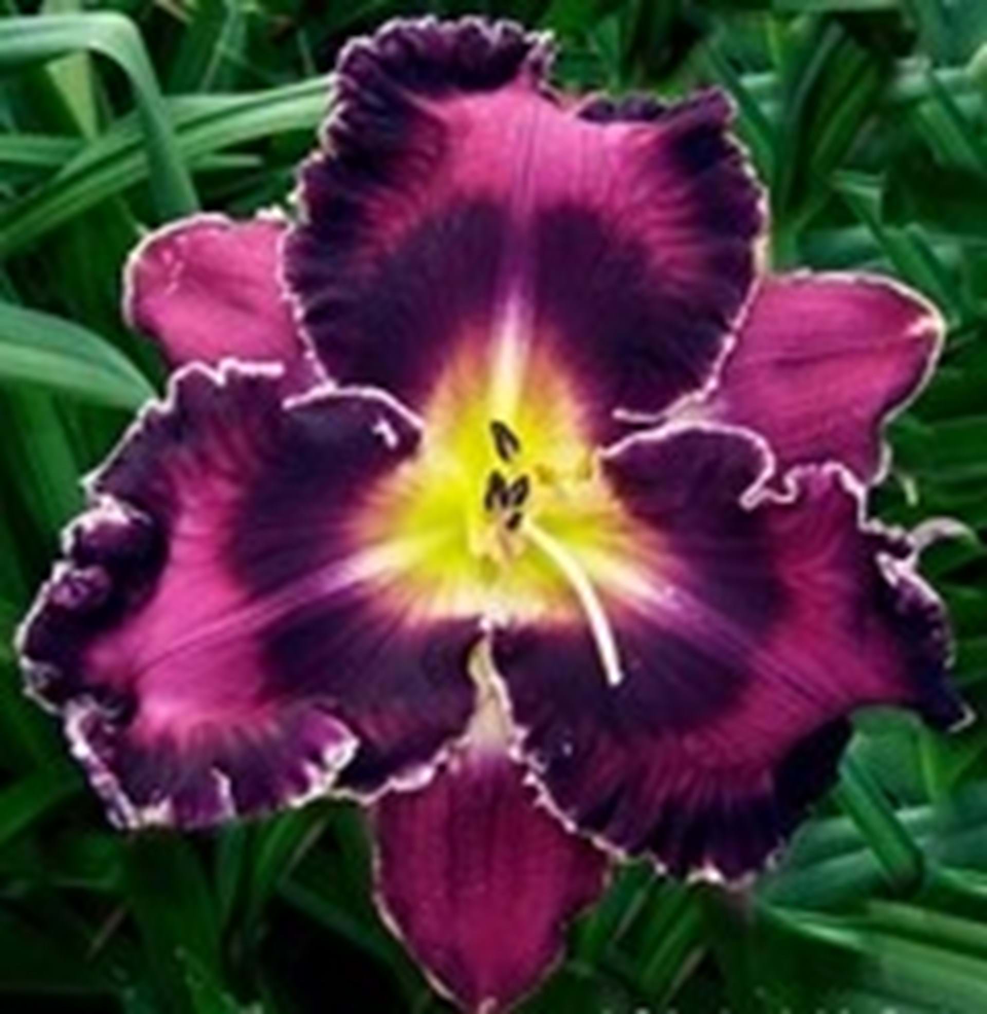 Hillsdale Lily Garden Glenwood, Iowa Travel Iowa