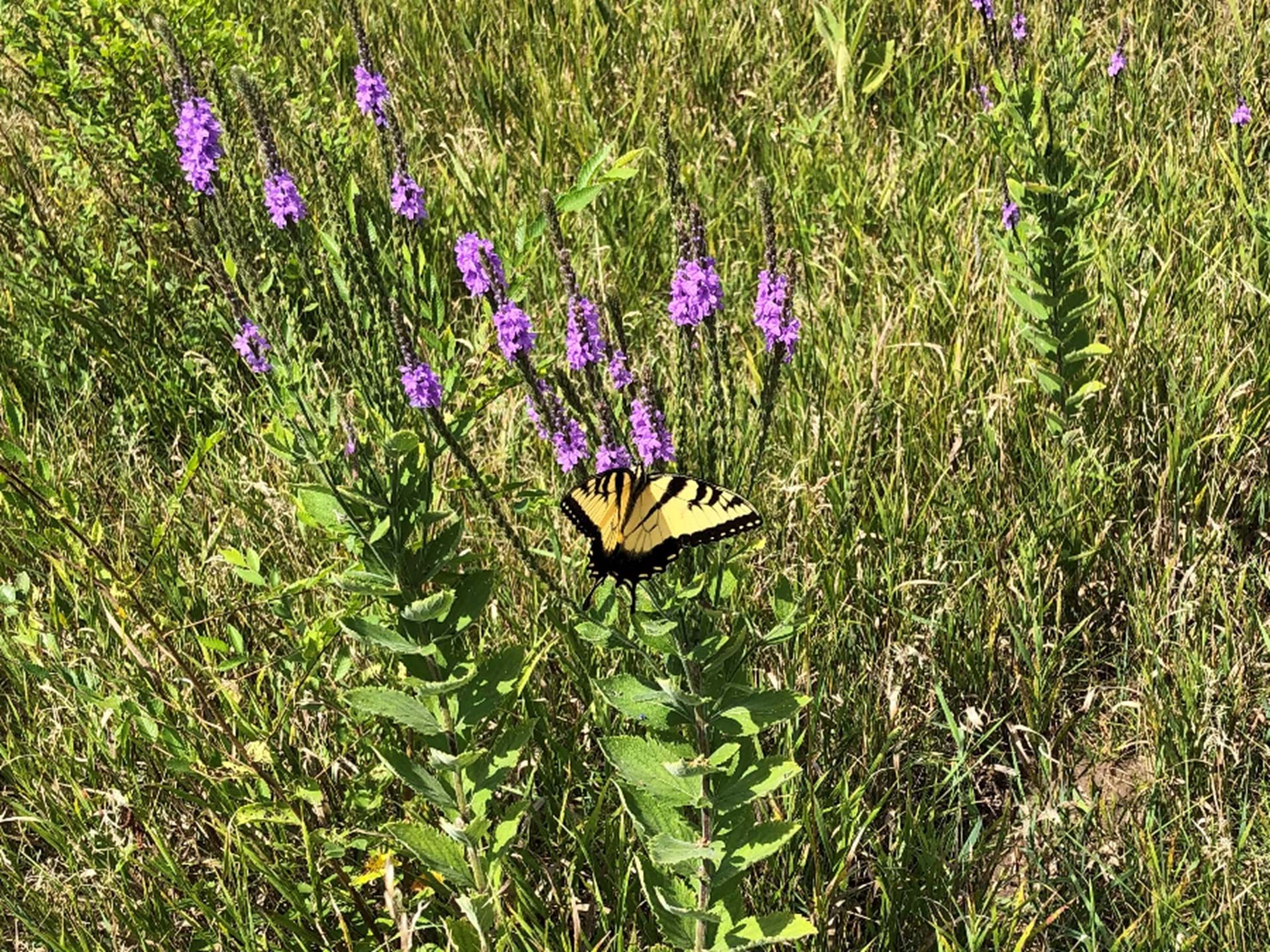 Tiger Swallowtail on Vervain