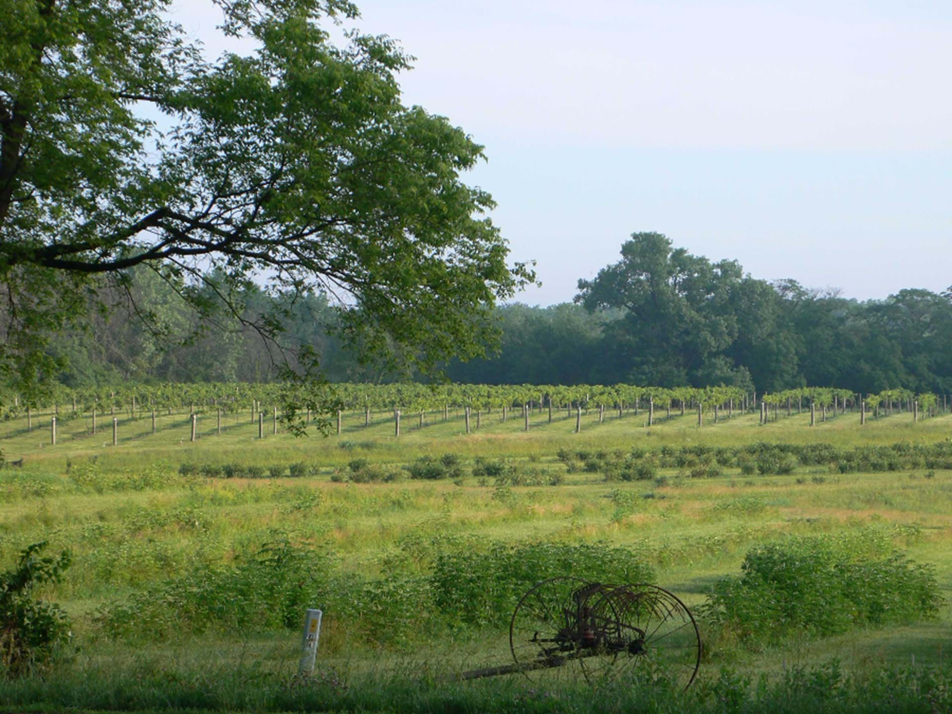 Grape Vineyard & Elderberry Caneyard