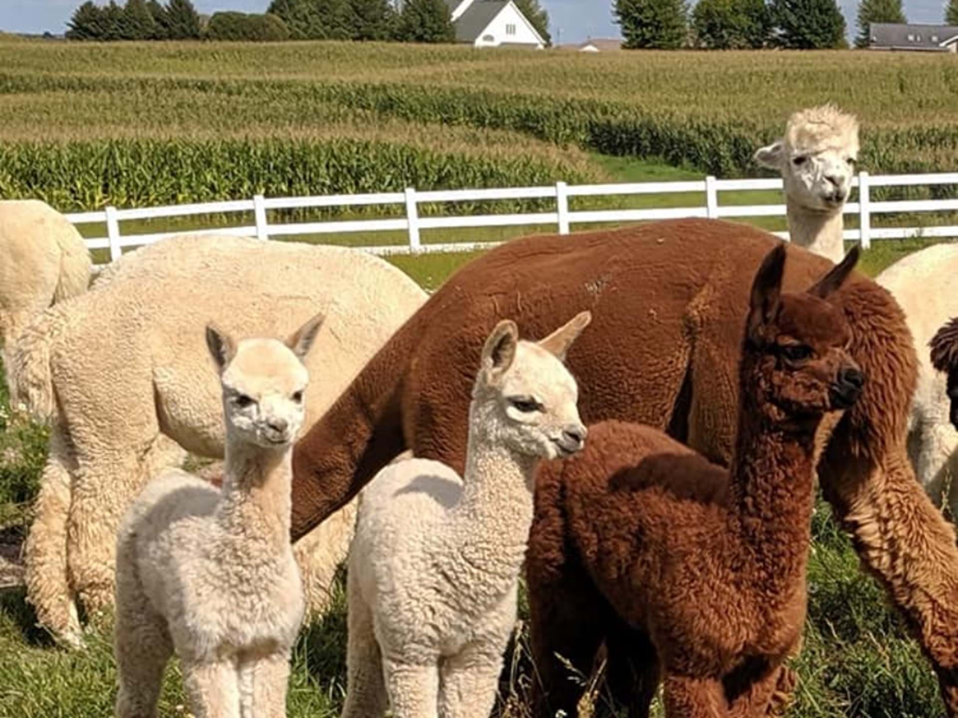 Frerichs Alpaca Farm West Branch, Iowa Travel Iowa