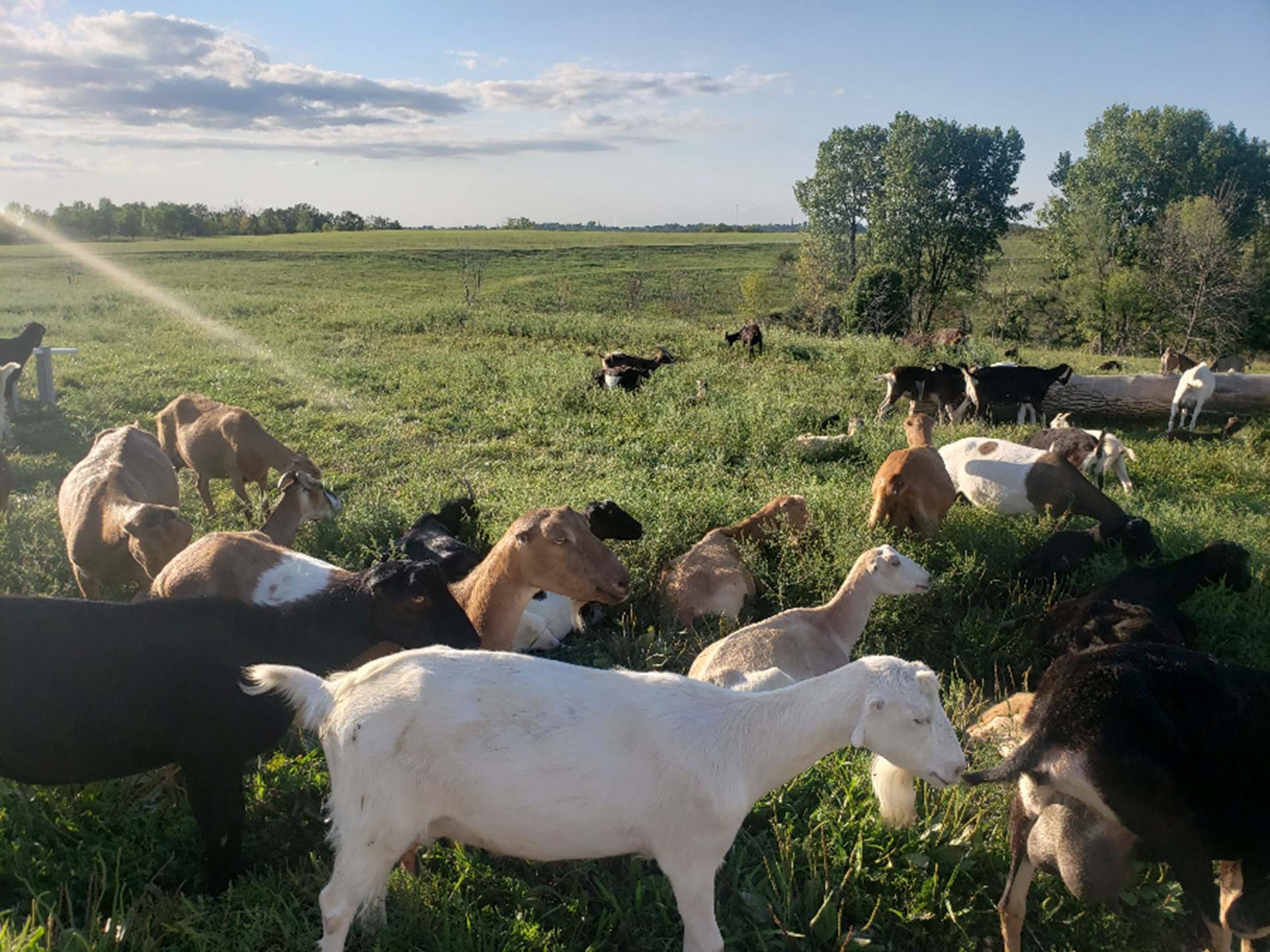 Simple Life Farms Winterset, Iowa Travel Iowa