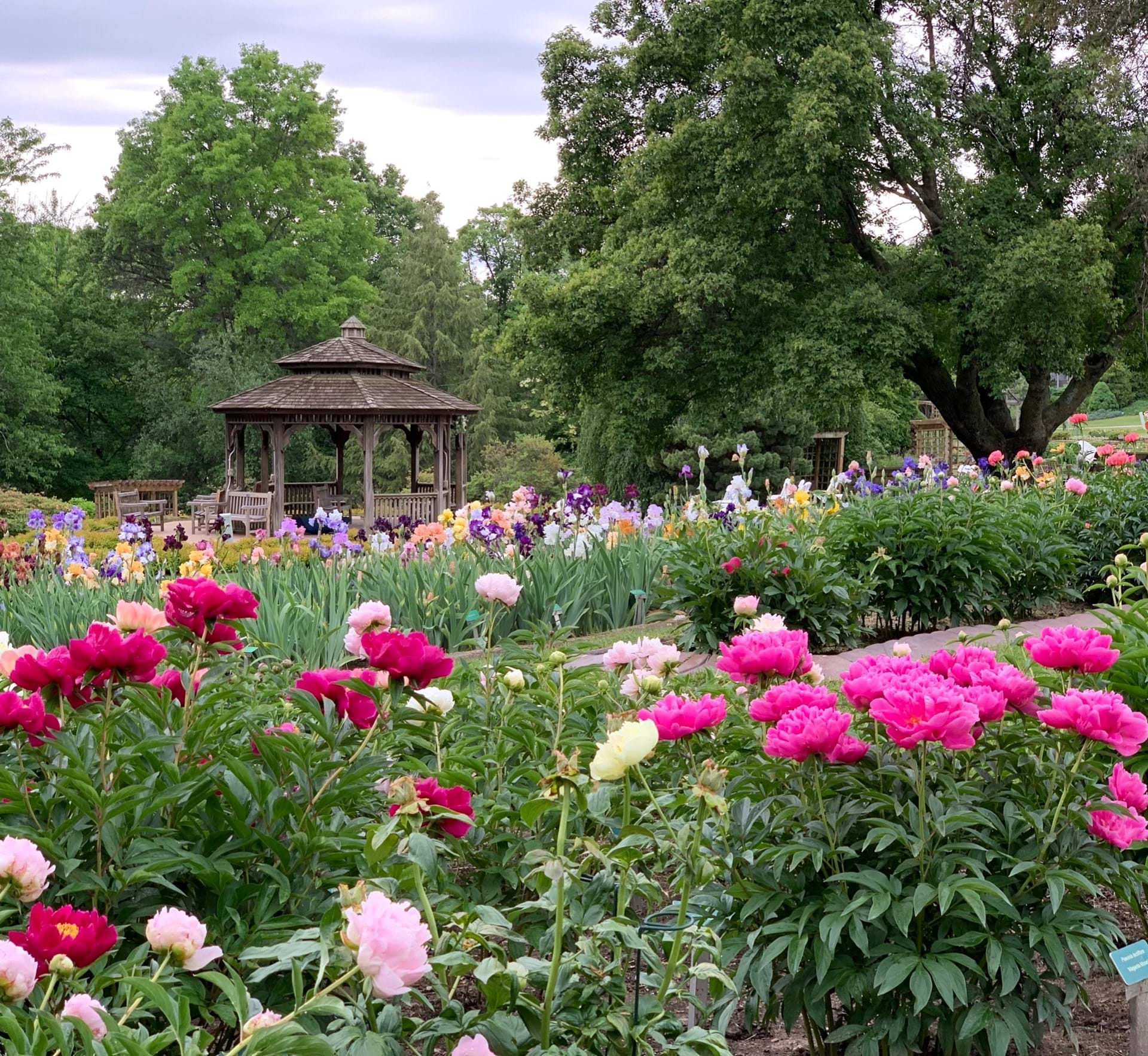 Iris and Peony Beds