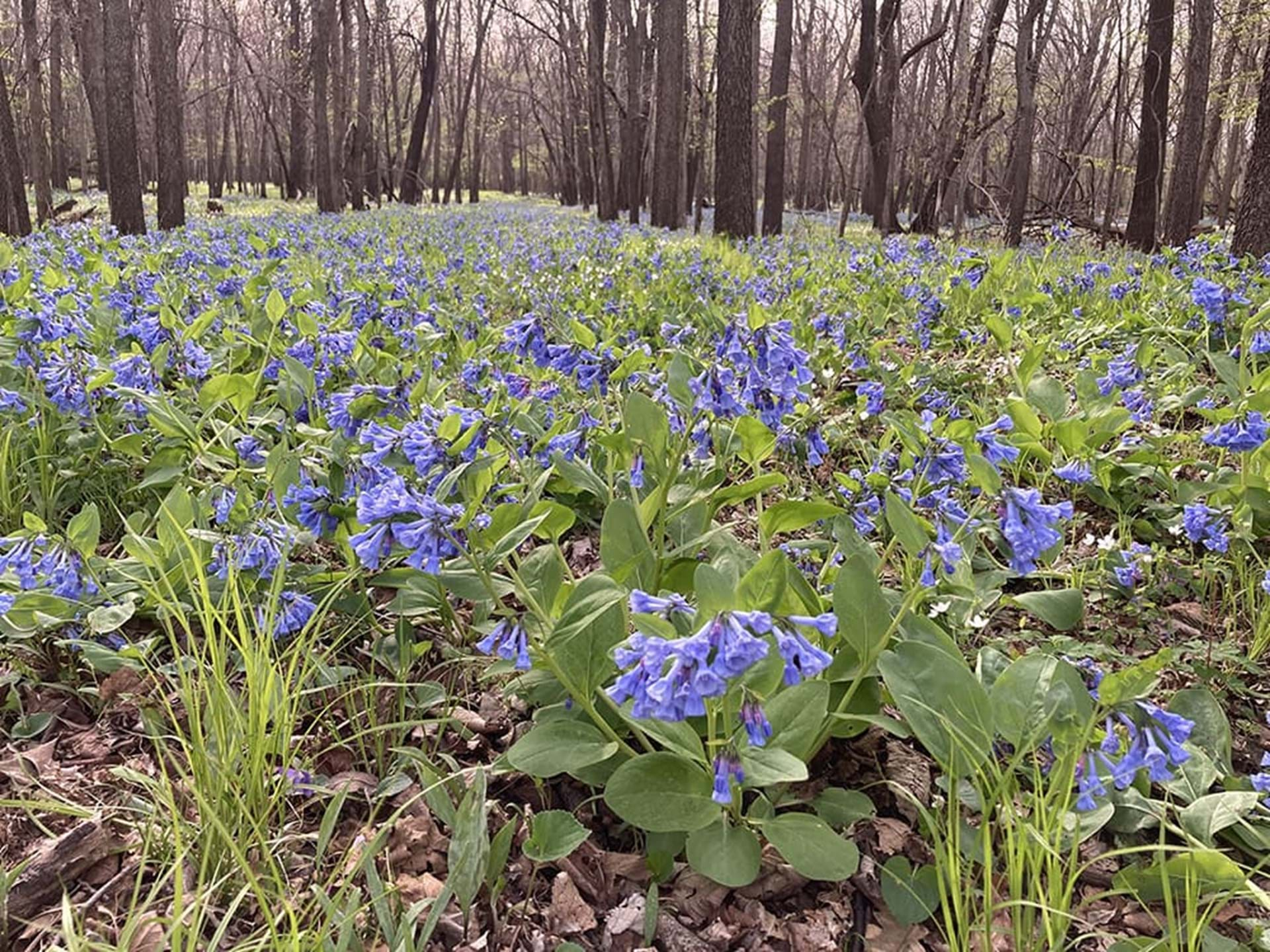 Spring Bluebells