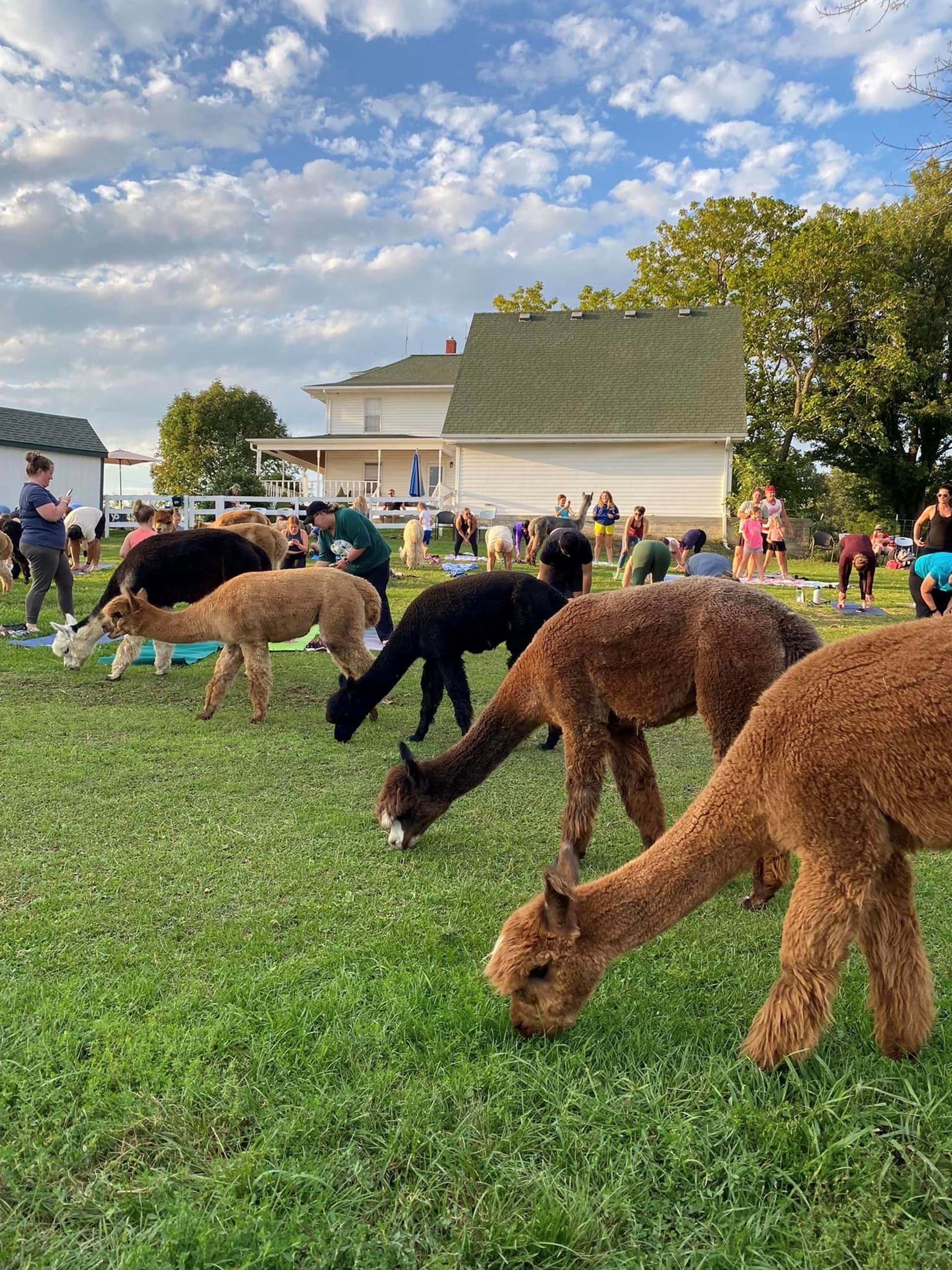 Alpacas graze at Rusty Stars farm