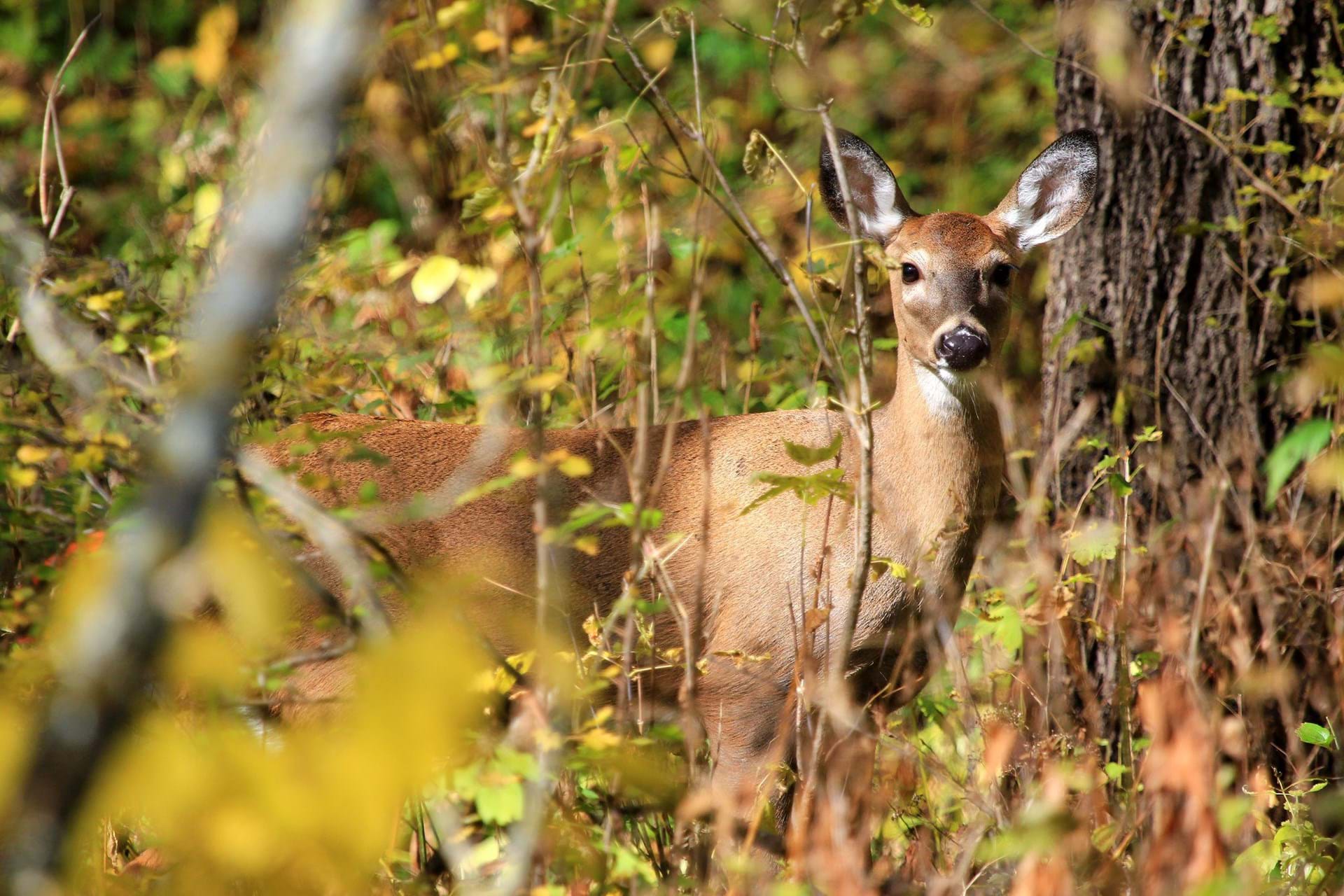 A deer looks at the camera through underbrush