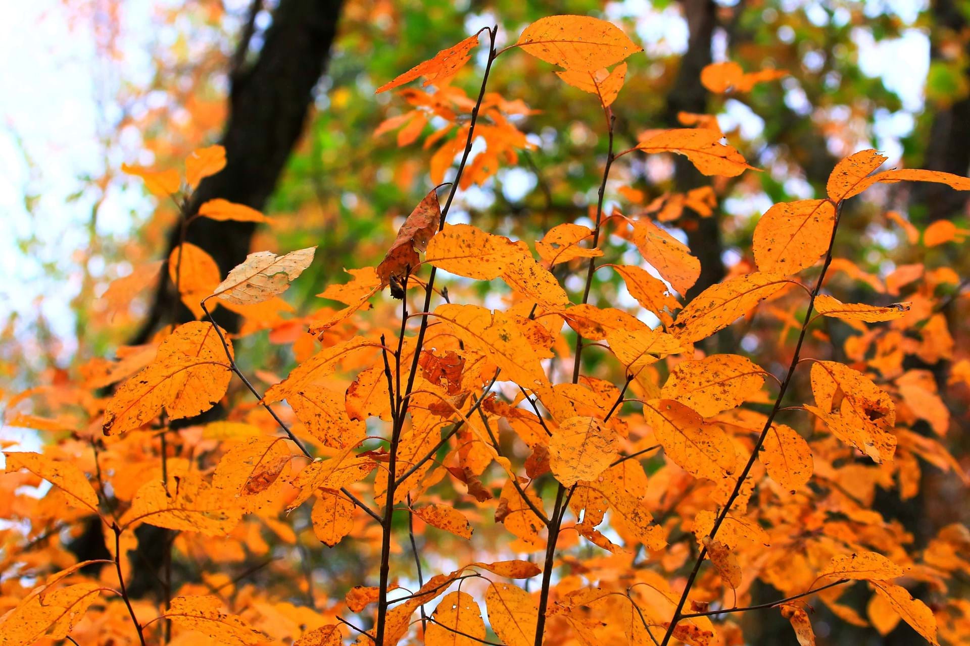 a close up image of bright orange leaves on branches