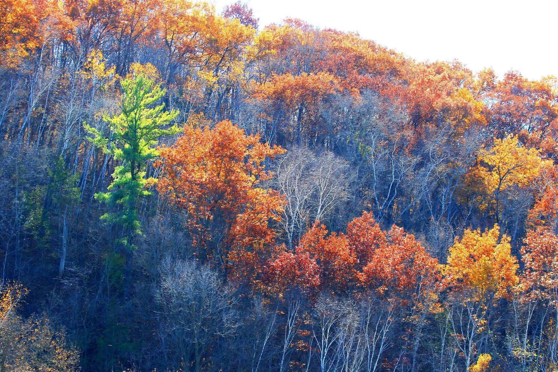 Some bare and orange colored trees on a hill