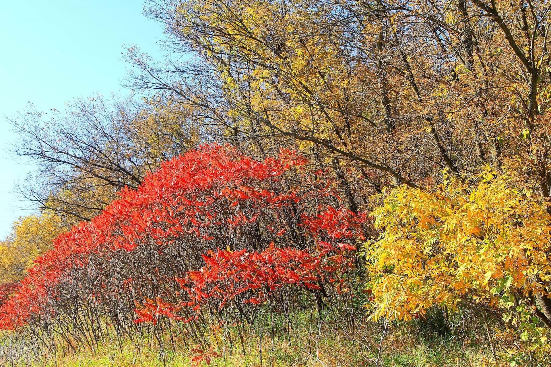 Some red and orange trees on a hill