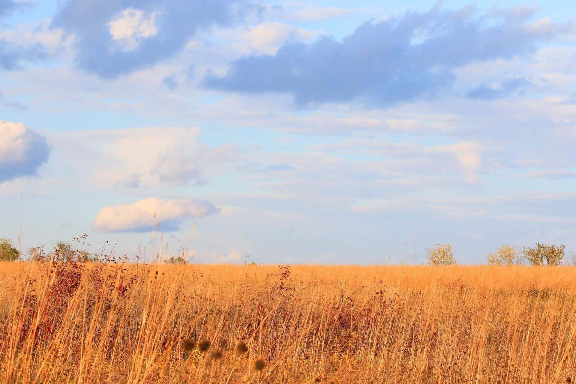 A view of some of the grasses in chipera prairie