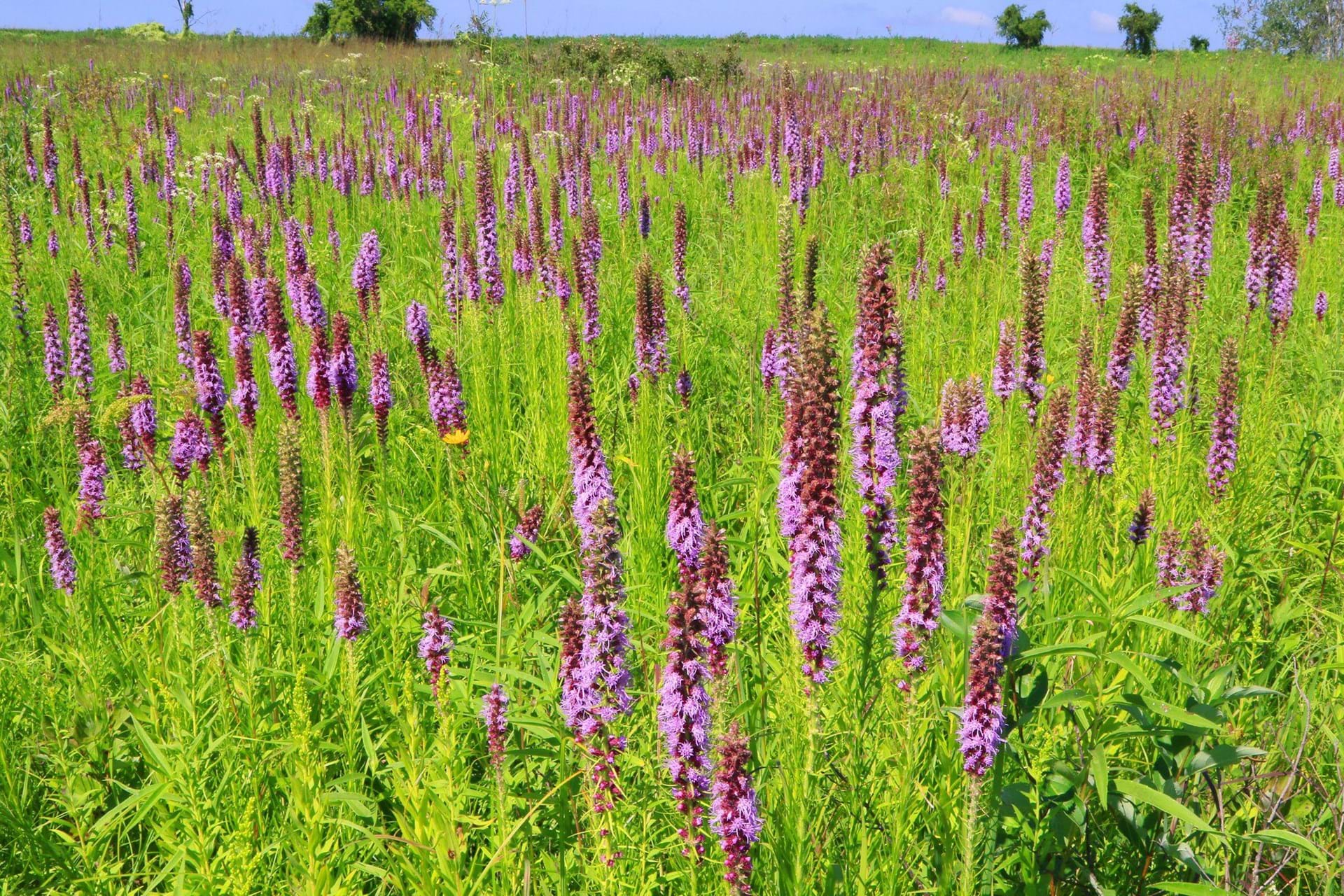A close up of some lead plants in the prairie 
