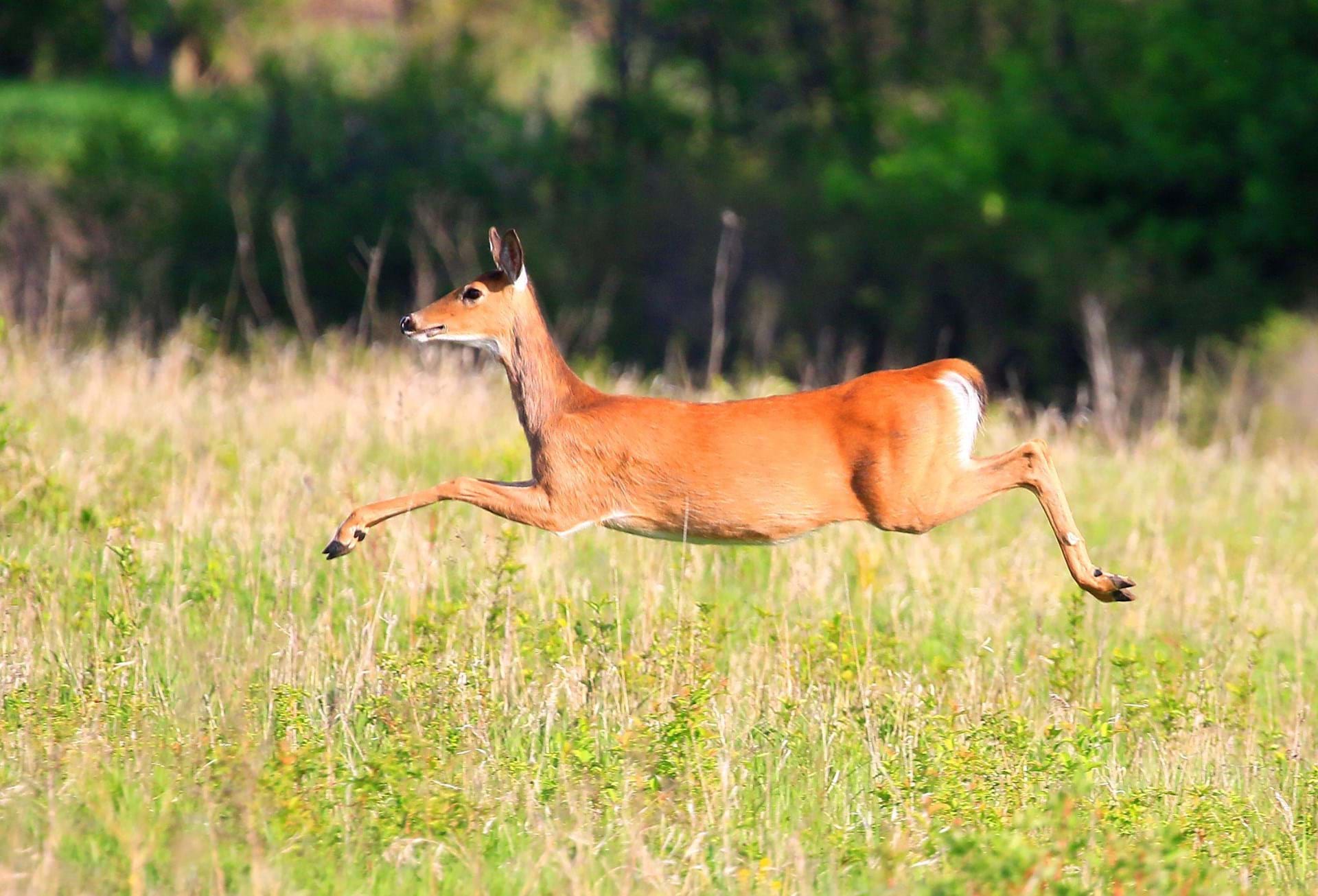 A deer boundign through grasses in the prairie