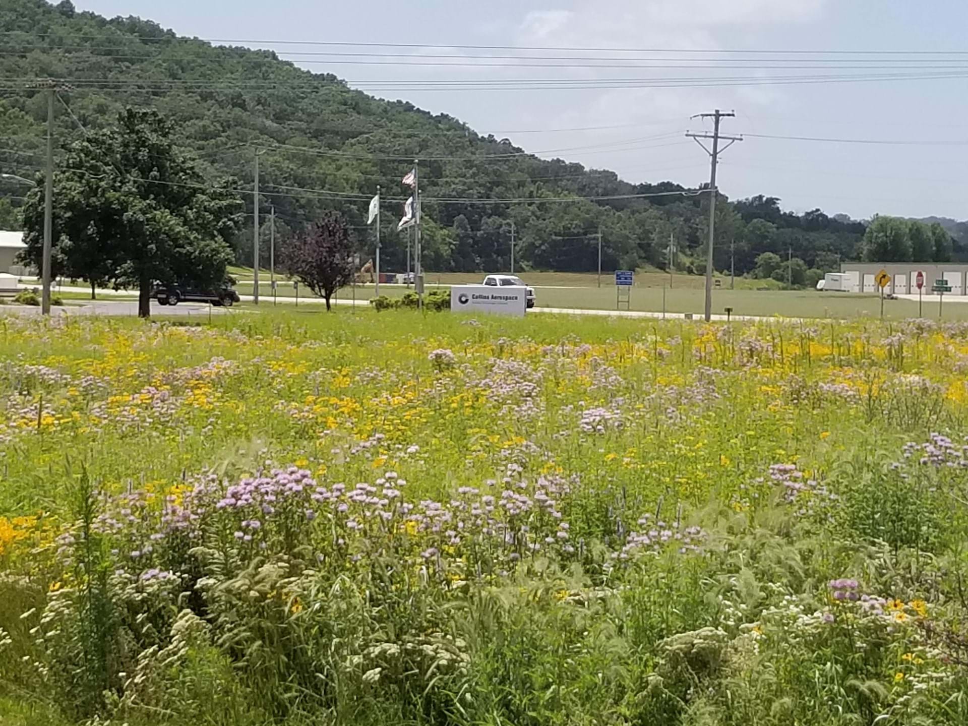 wildflowers and grasses at Freeport Park