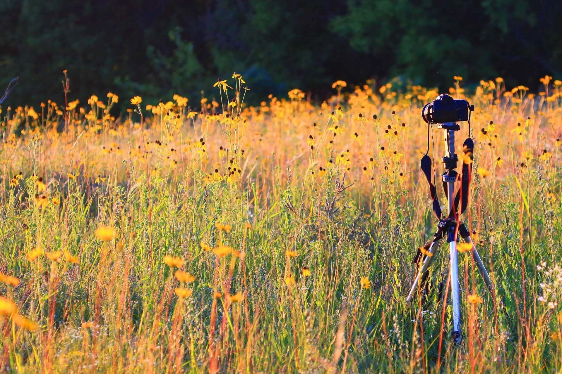 A camera on a tripod taking a picture of the wildflowers at the preserve