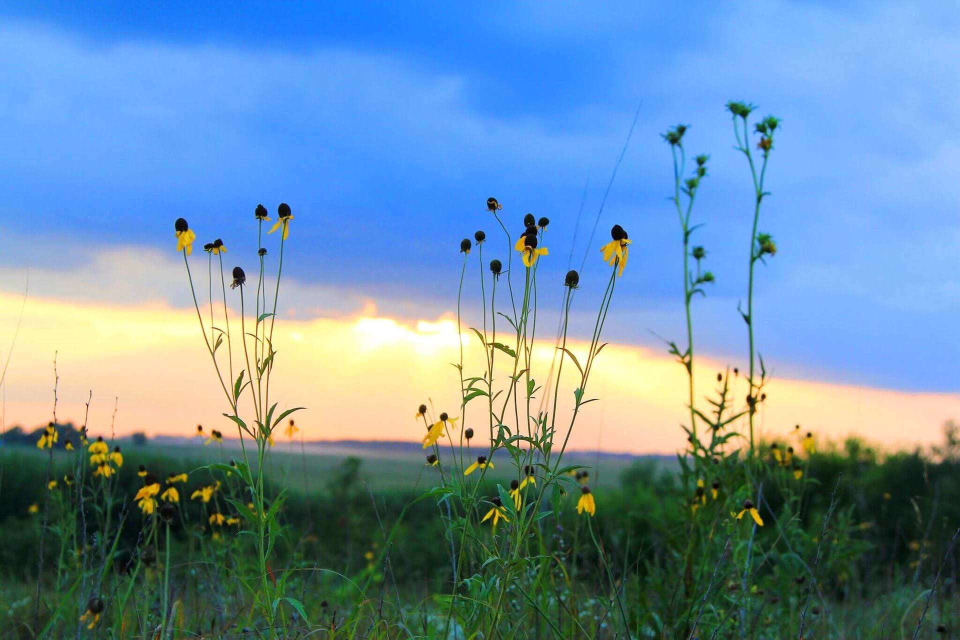 Some wildflowers peeking over the rest of the grasses during a slightly cloudy sunset