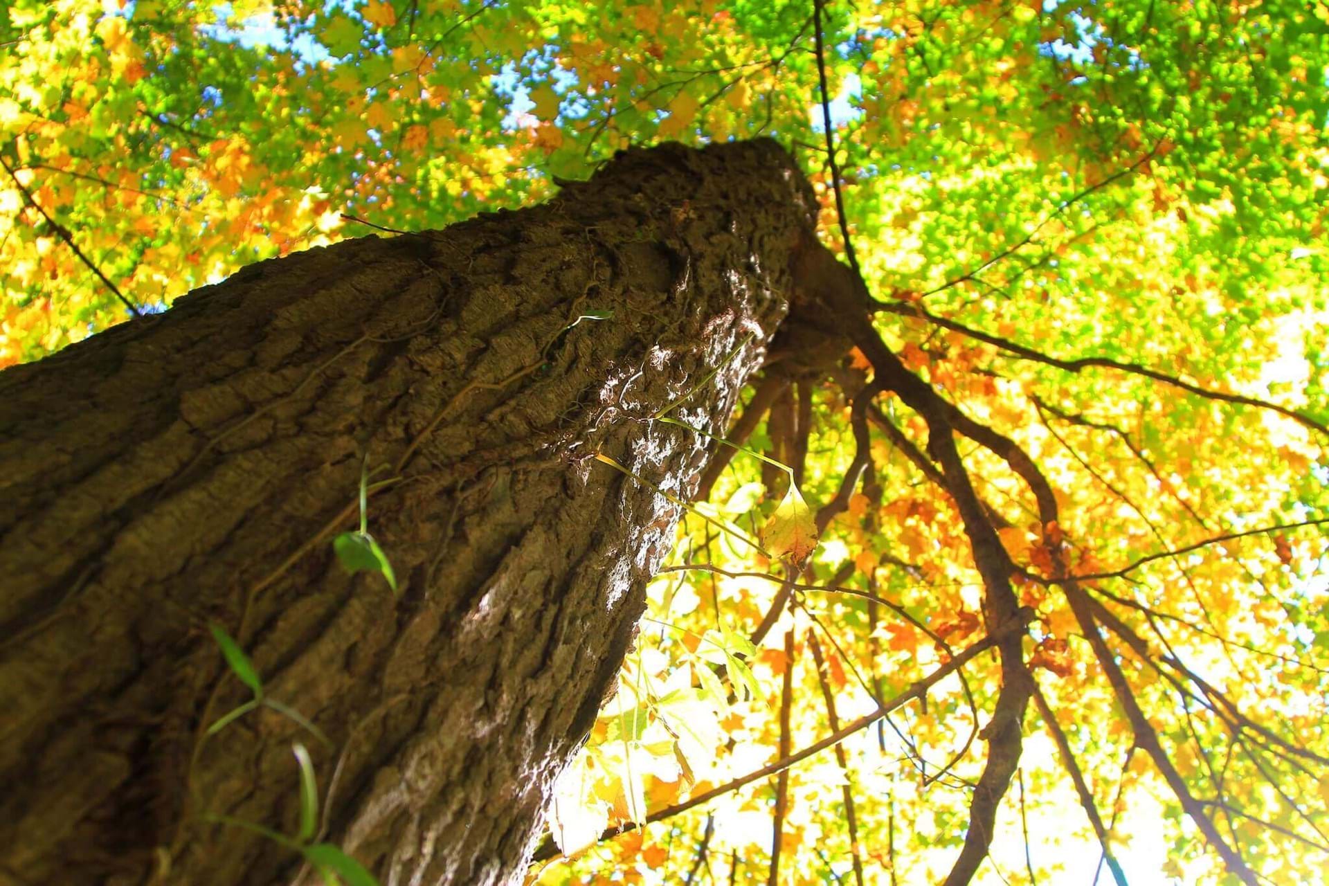 A view of the canopy of a tree from the base of it