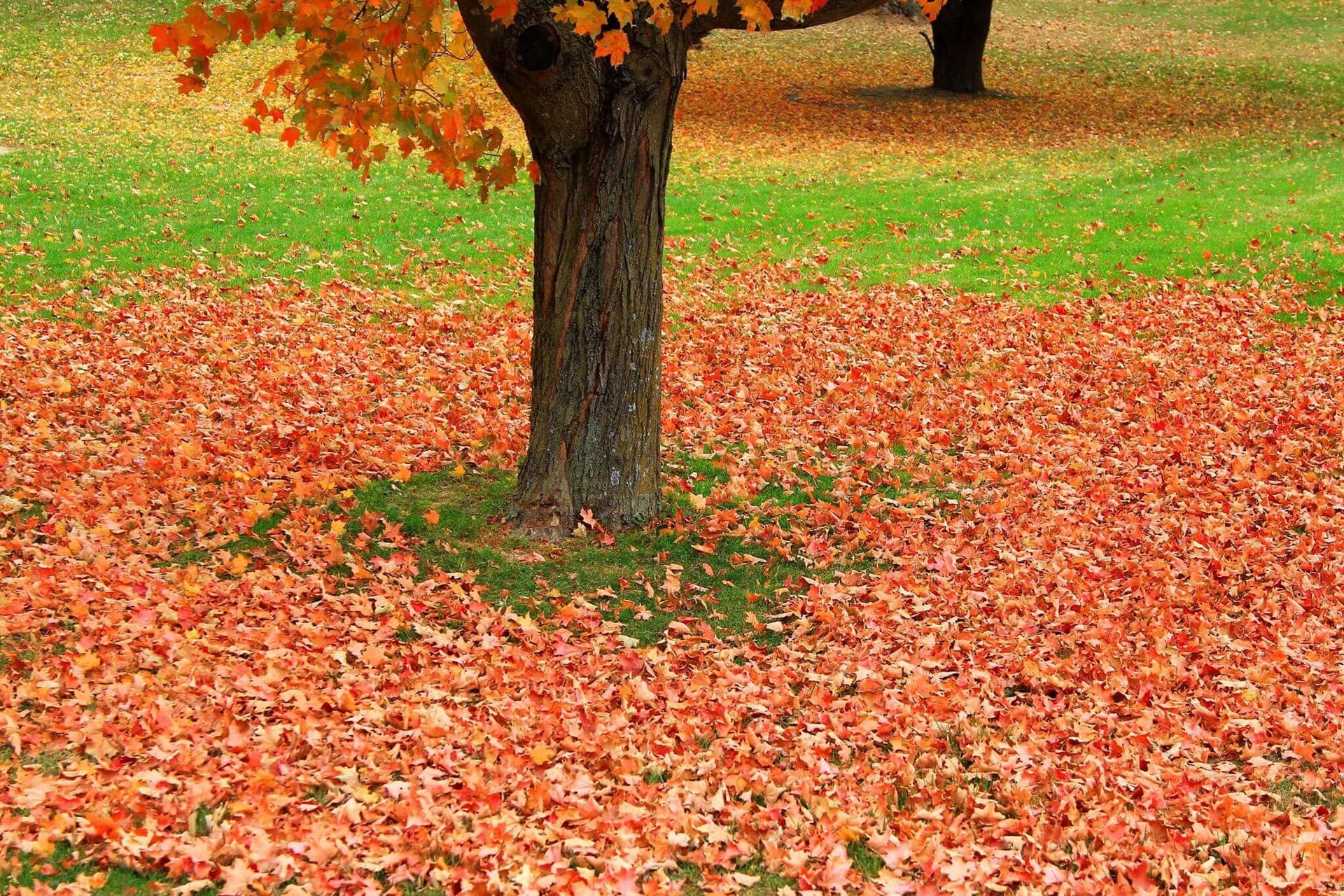 The bright orange and red leaves of a tree laying around it's base